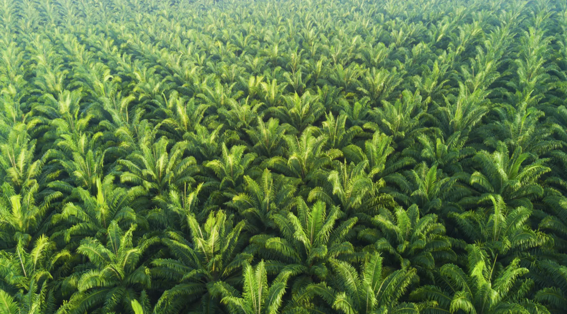 Palm oil plantation spreading endlessly.