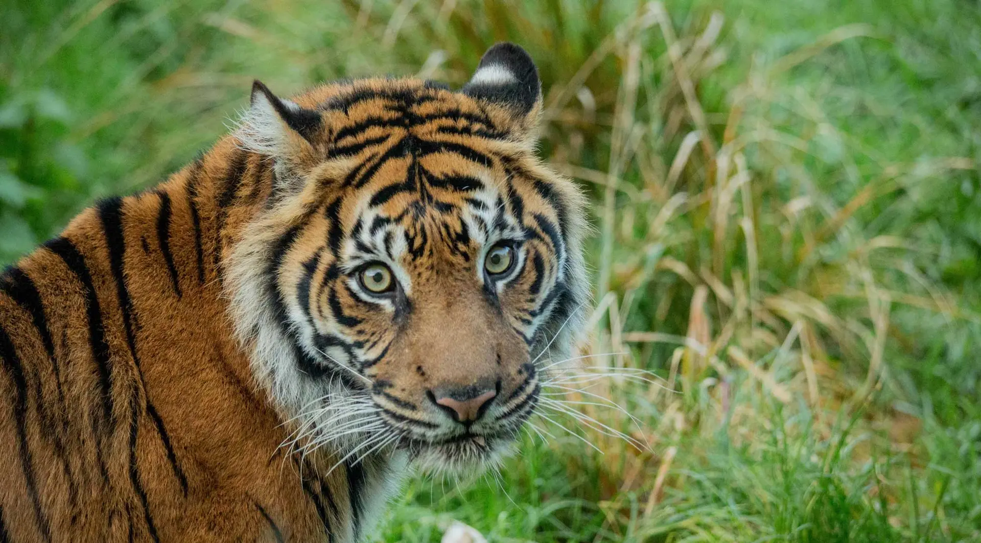 Sumatran tiger Gaysha at London zoo
