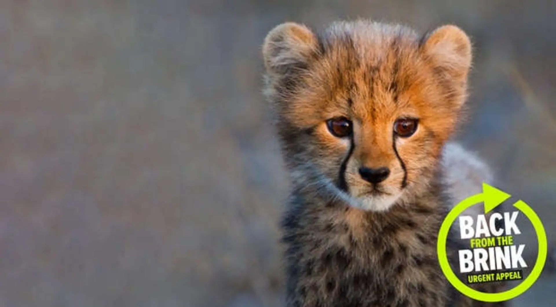 Back from the Brink ZSL website banner image