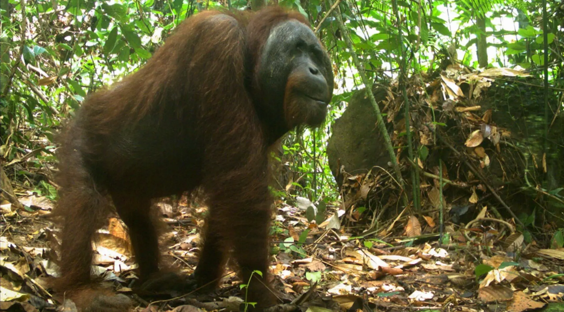 Bornean orangutan in camera trap Indonesia
