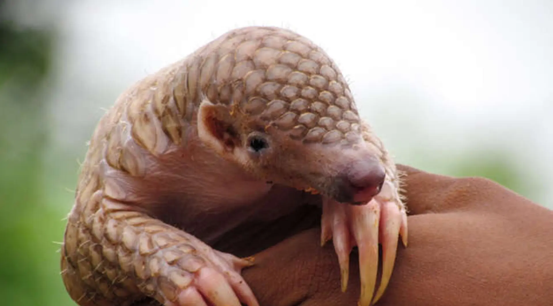 Pangolin sat in human hand