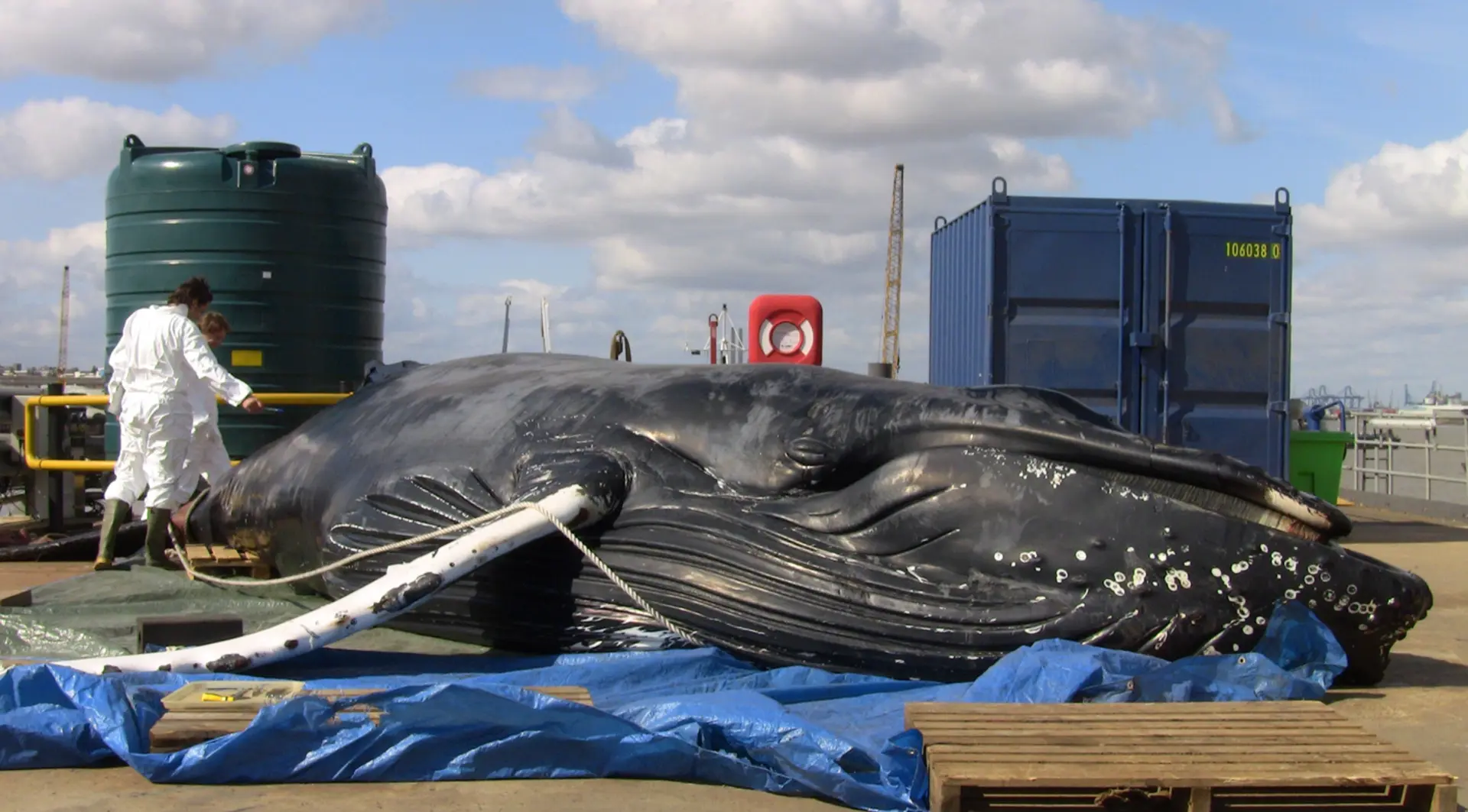 Humpback whale found in River Thames for CSIP post-mortem investigation led by ZSL