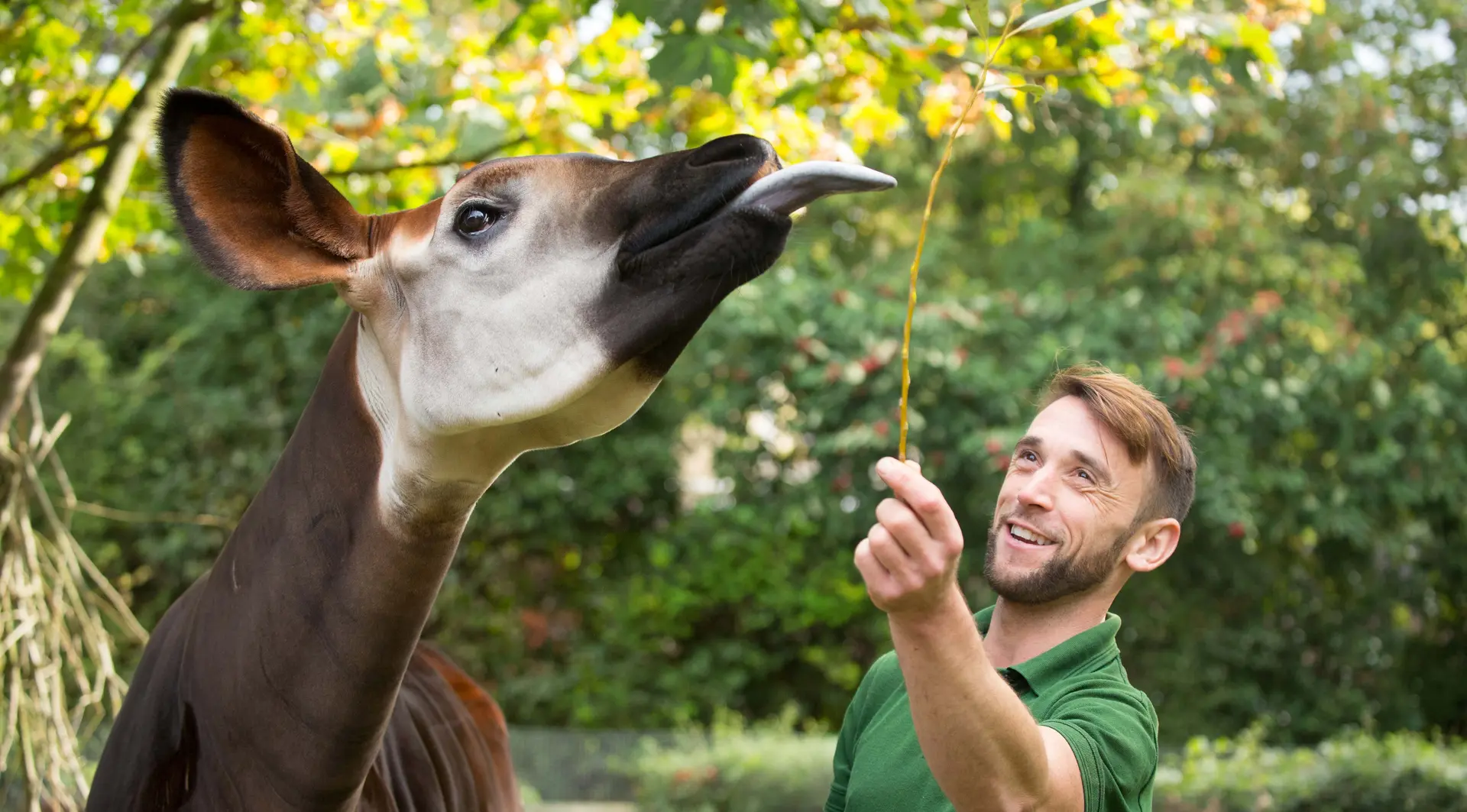 Okapi and keeper at London Zoo