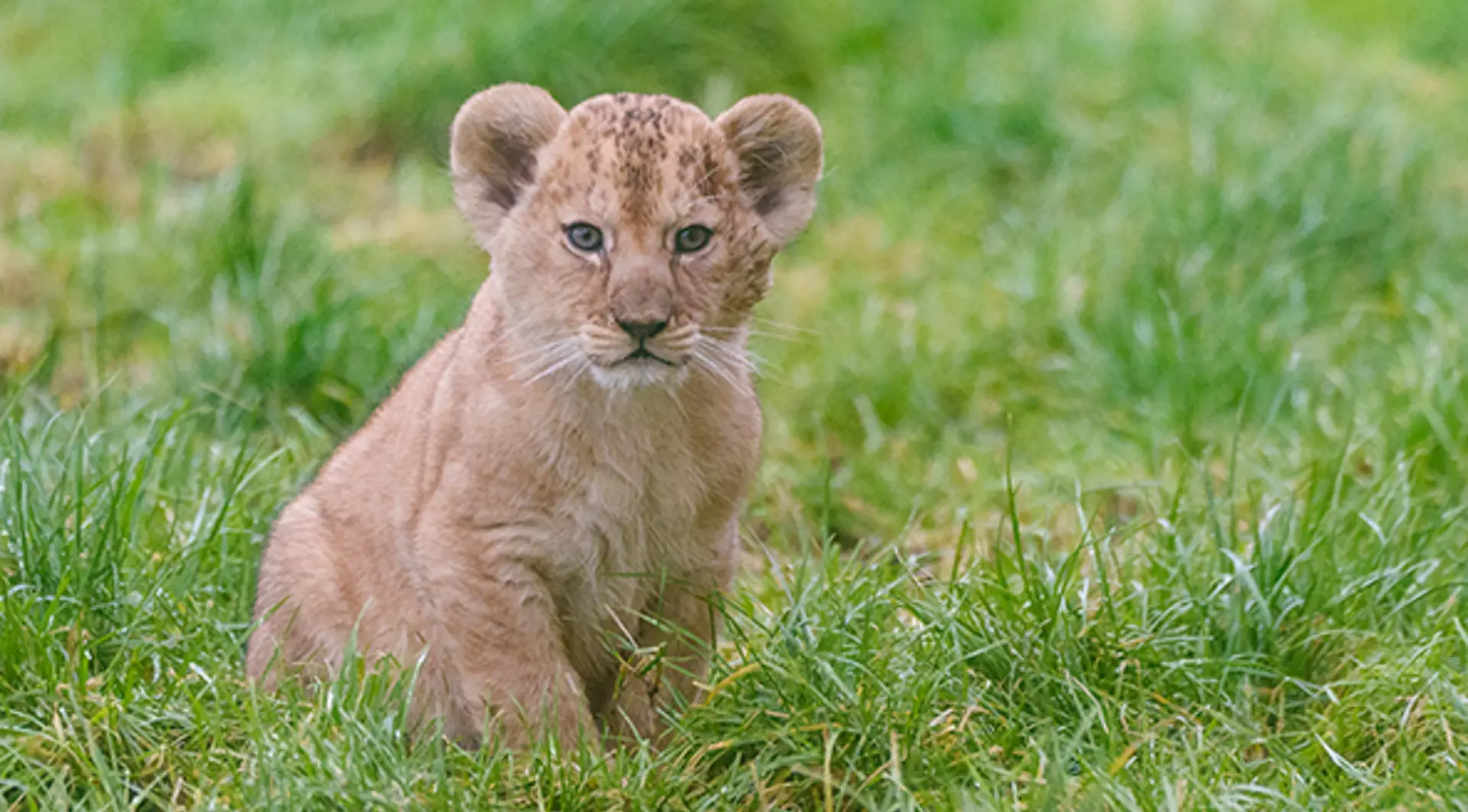 A lion cub sitting in the grass in the paddock at Whipsnade Zoo