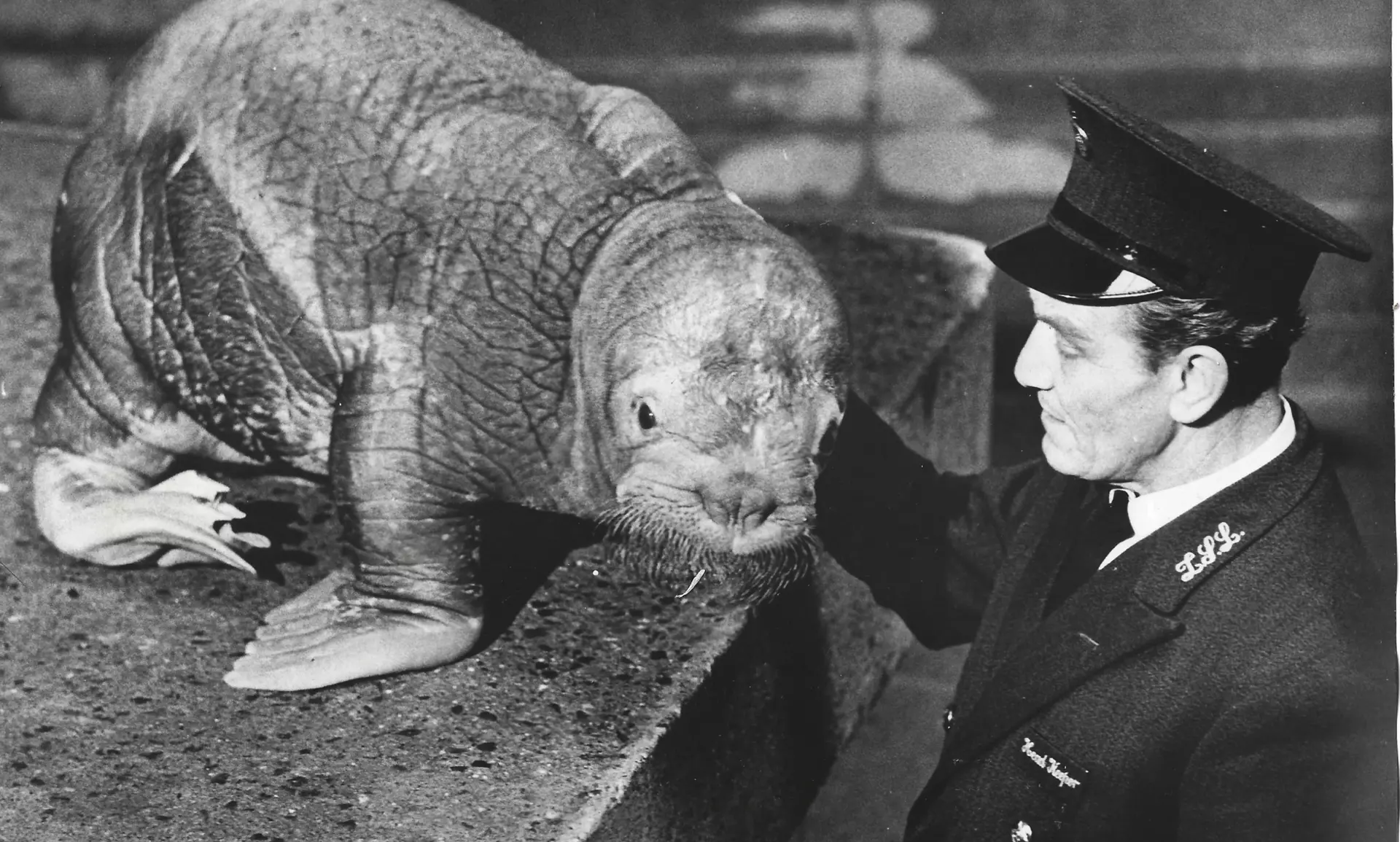A keeper in old uniform with a hat toughing a walrus