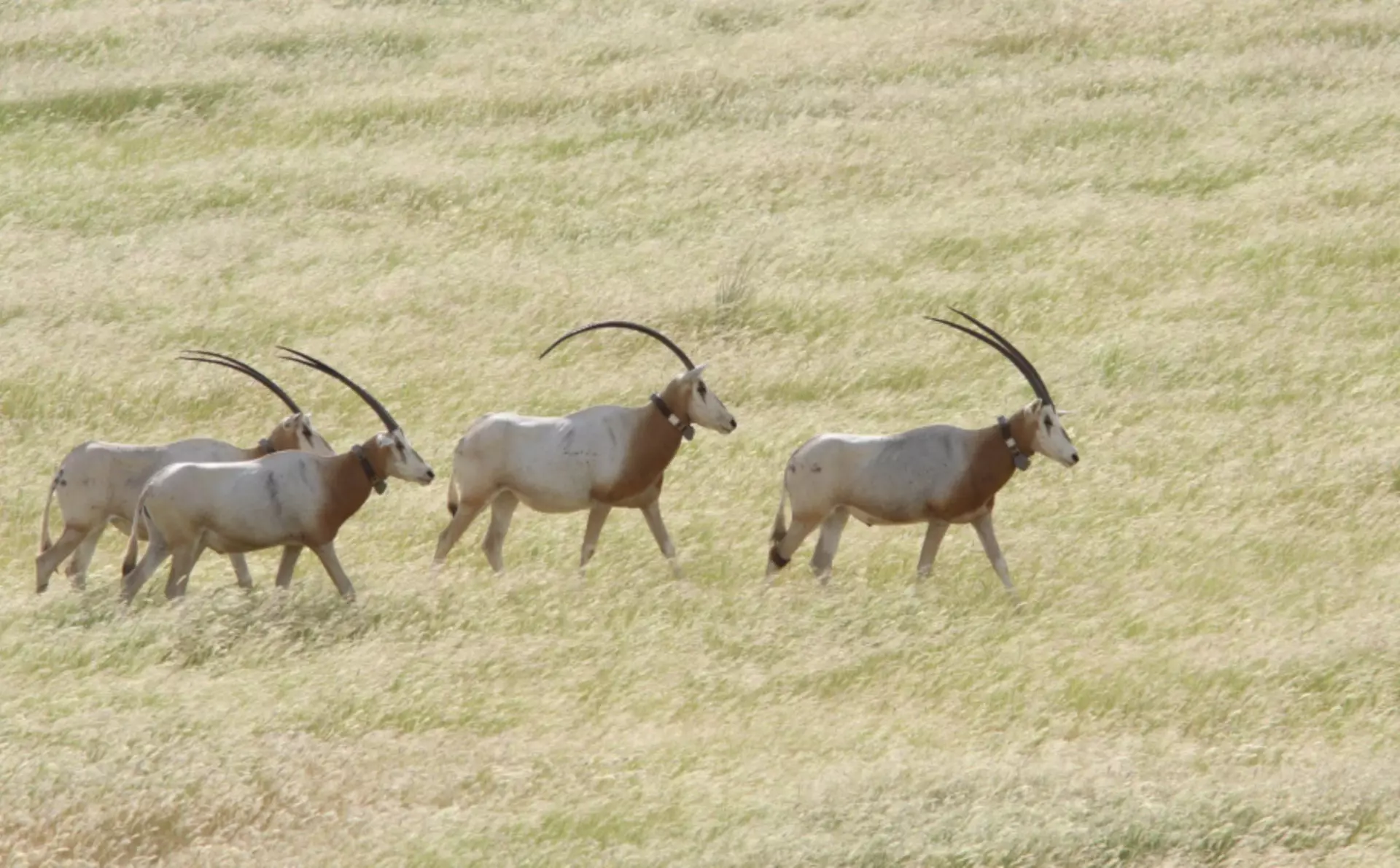 Three scimitar-horned oryxes in Chad