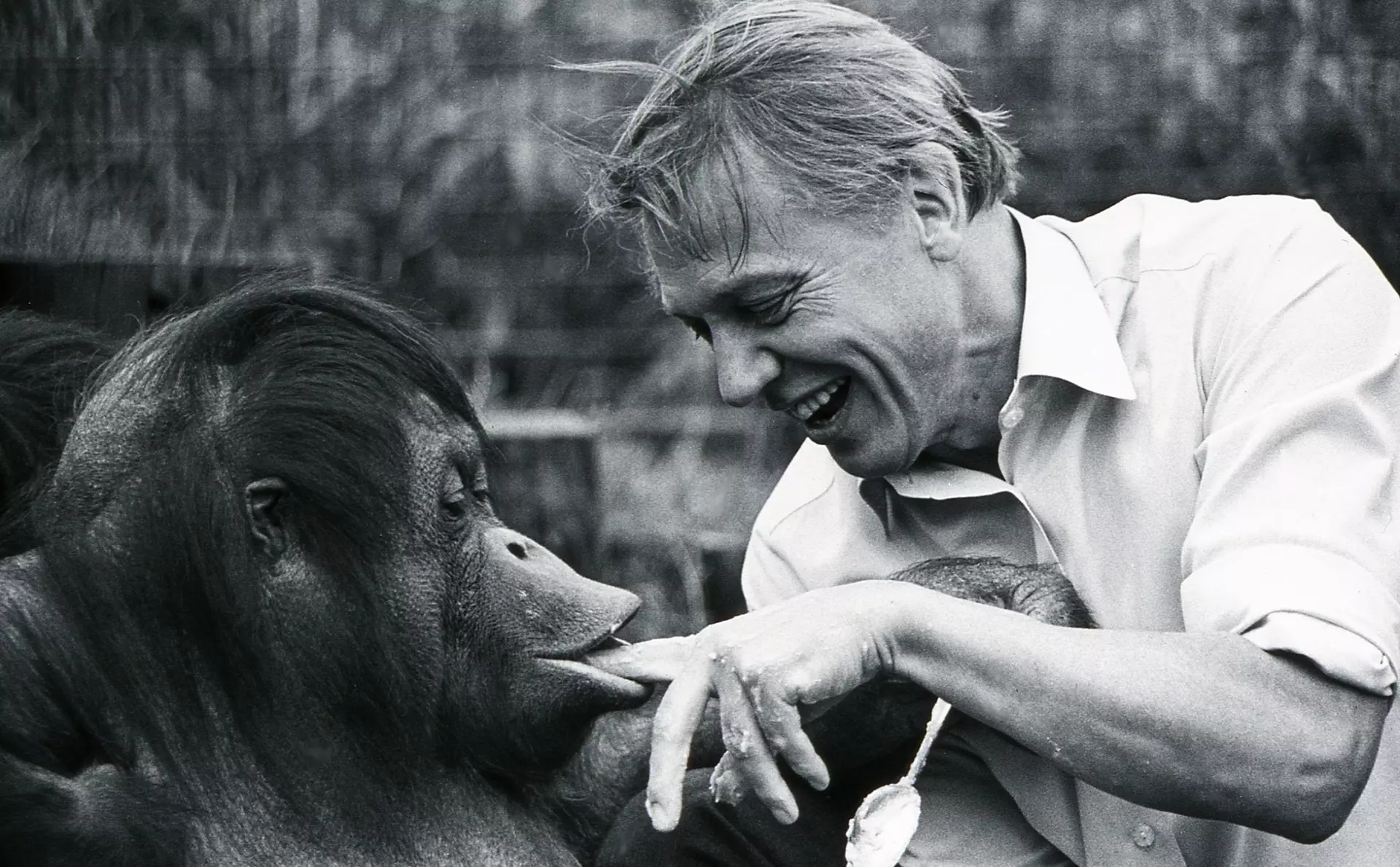 A black and white photograph of David Attenborough and Bulu the orangutan