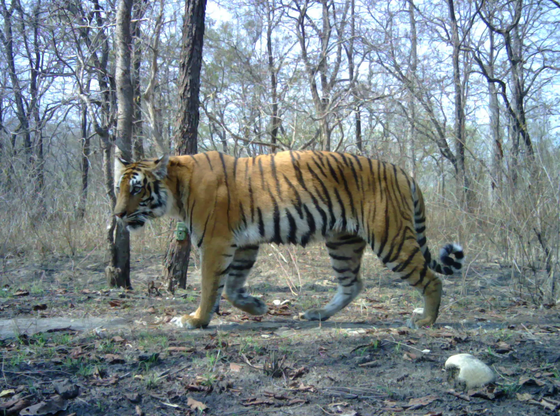 A Bengal tiger caught on a camera trap