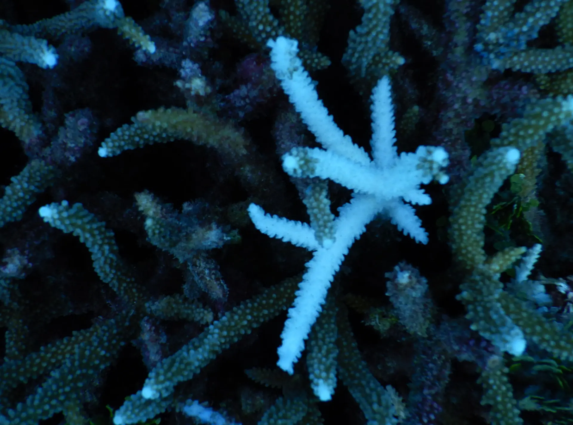 Close-up of coral bleaching, one white coral bleached coral surrounded by darker healthier corals.