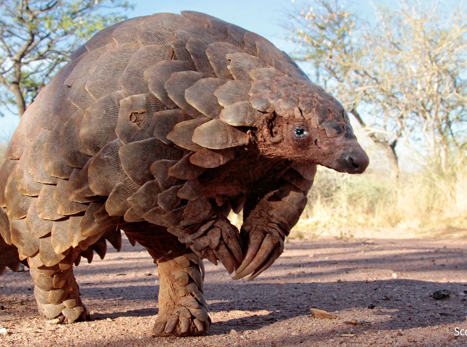 Pangolin standing in a savannah habitat