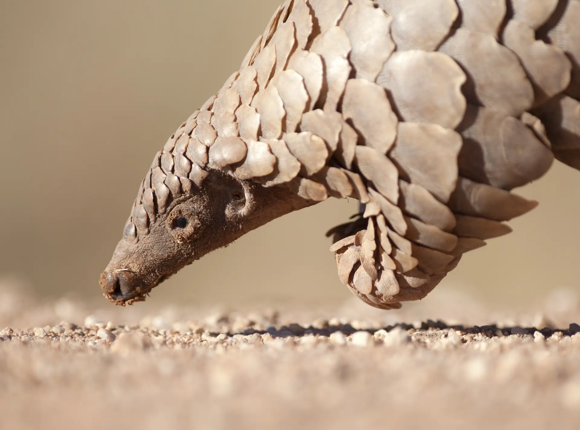 Pangolin close-up in a desert