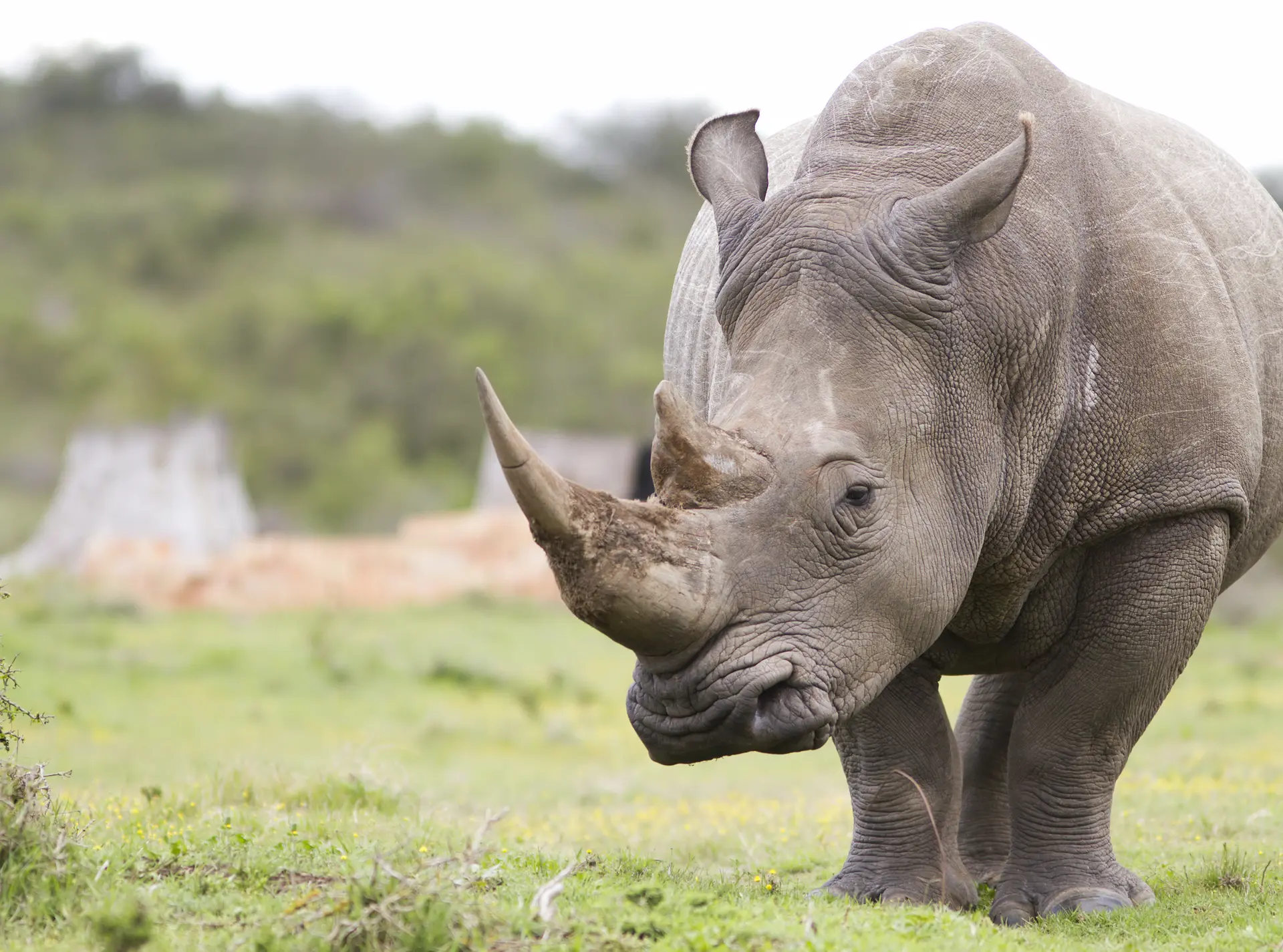 White rhino on grassy background