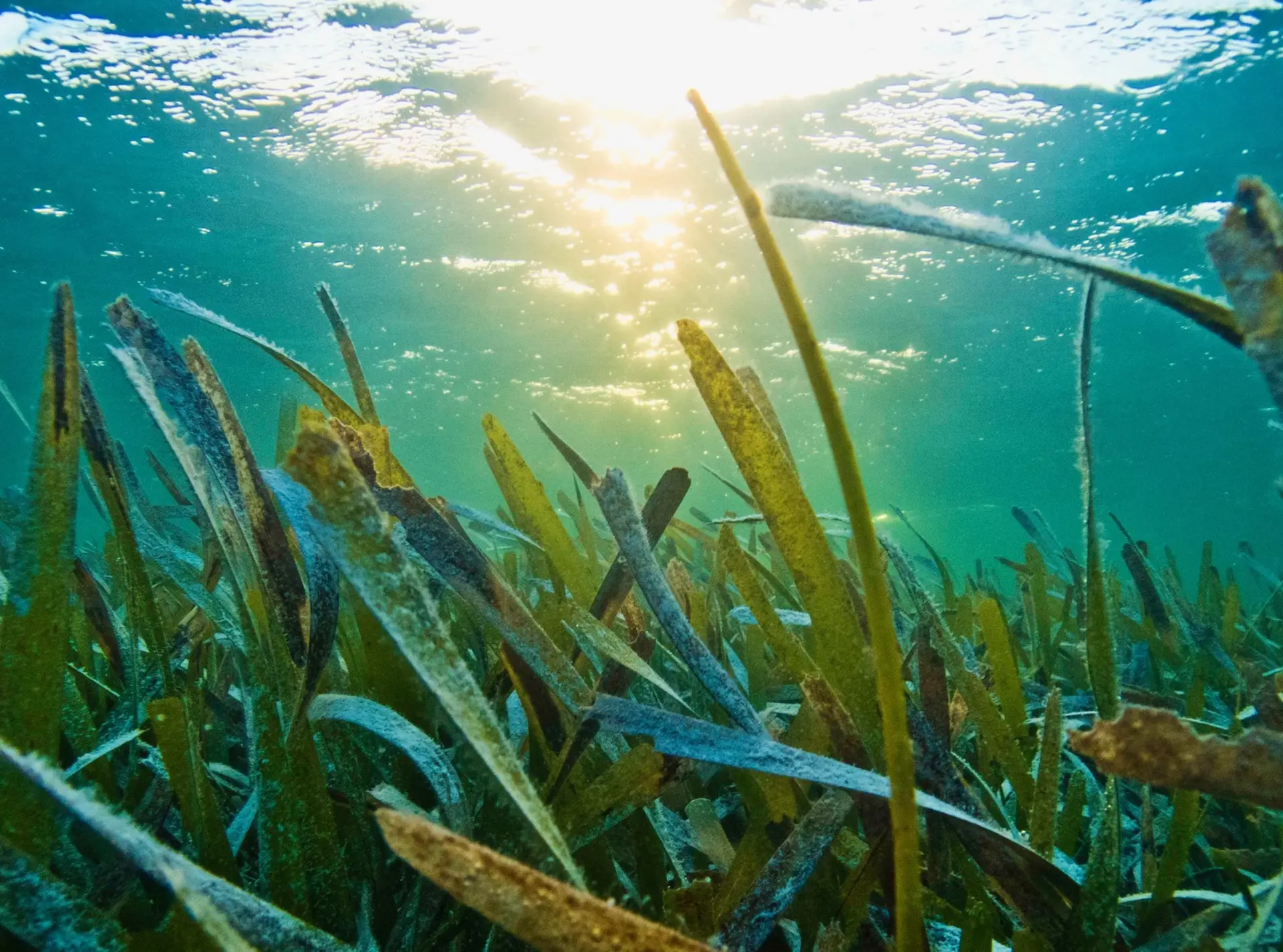 A seagrass meadow