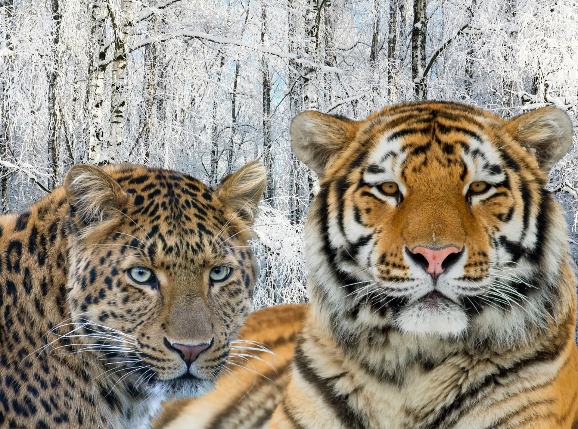  A close up of an Amur leopard and a tiger sitting down with snow covered trees in the background