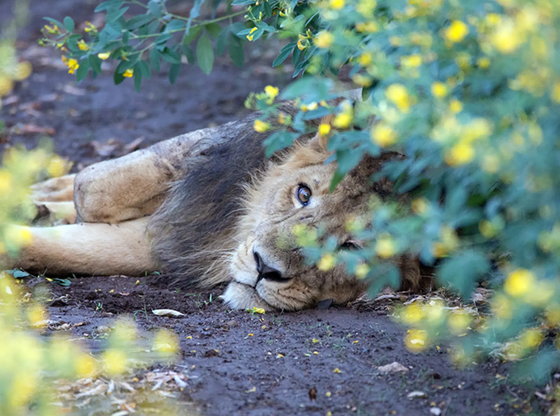 Asiatic lion male lying down in wild at a chickpea field
