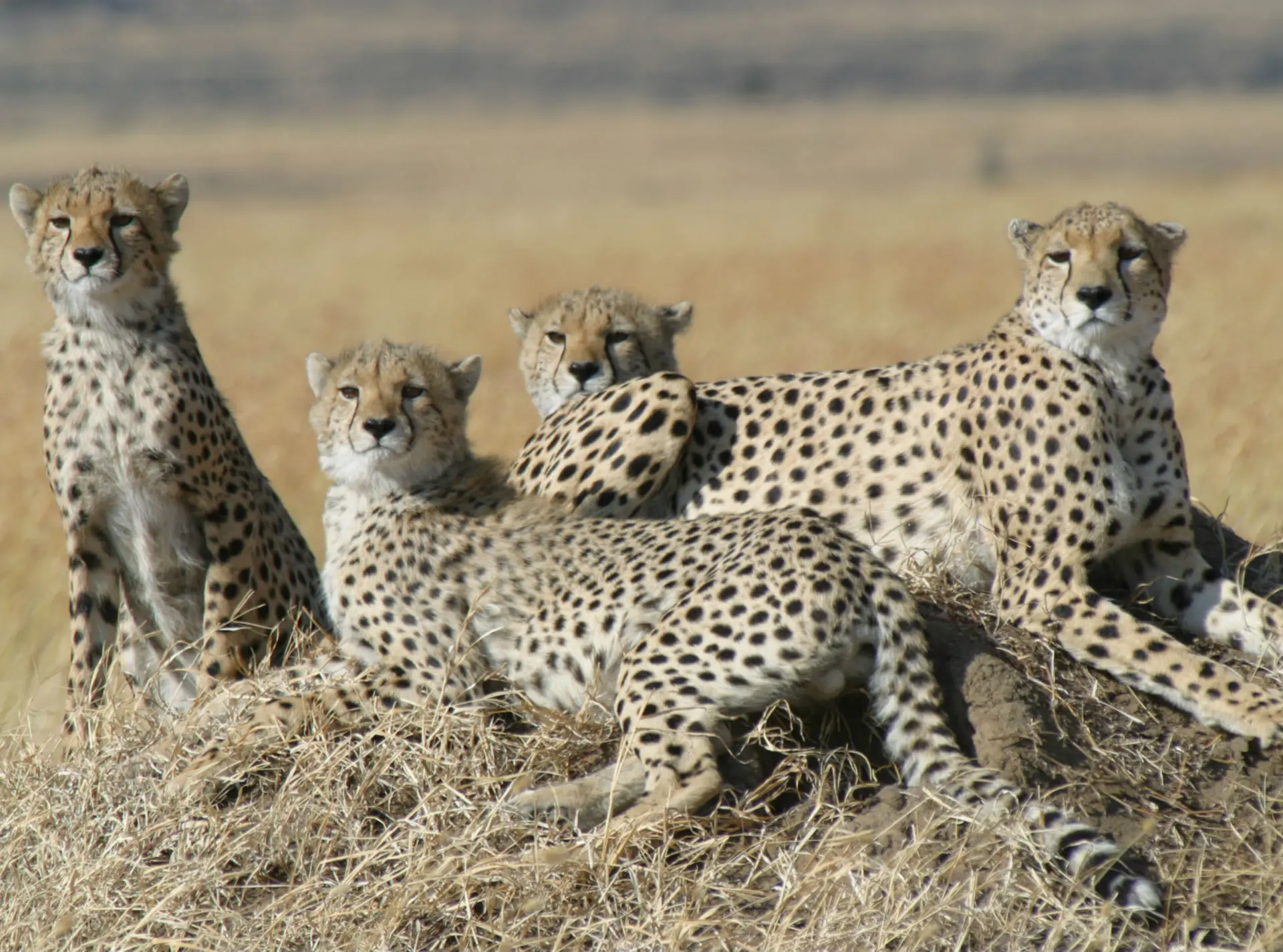 A family of cheetah in Tanzania sitting together 
