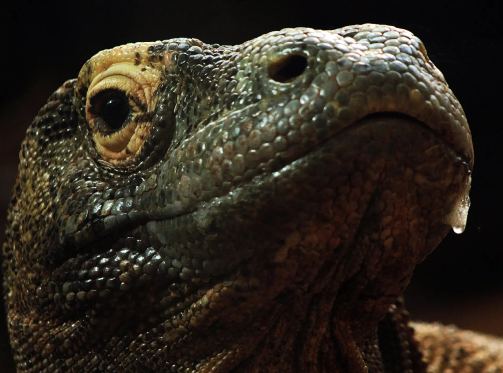 Komodo dragon