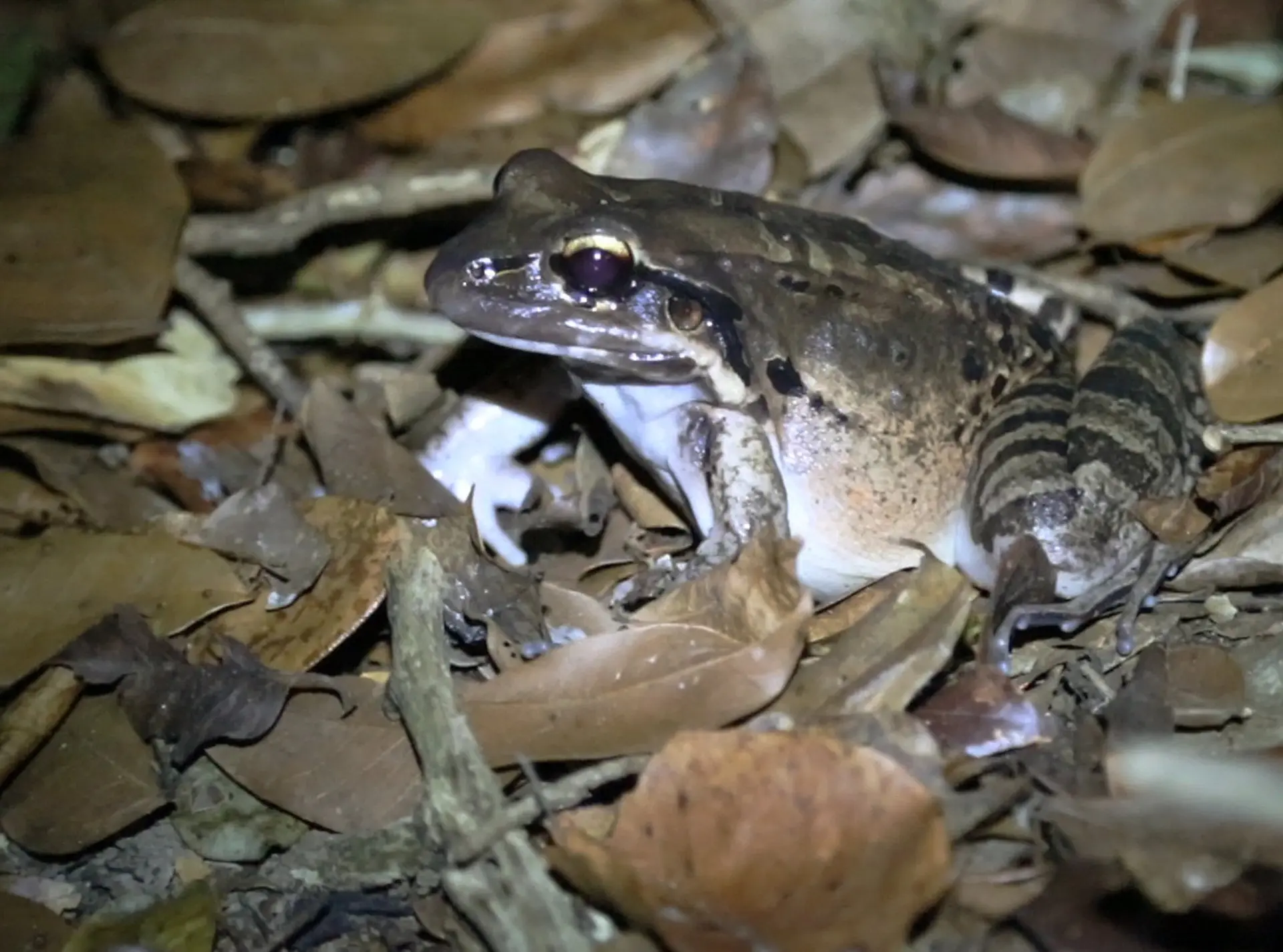Mountain chicken frog sitting on forest floor