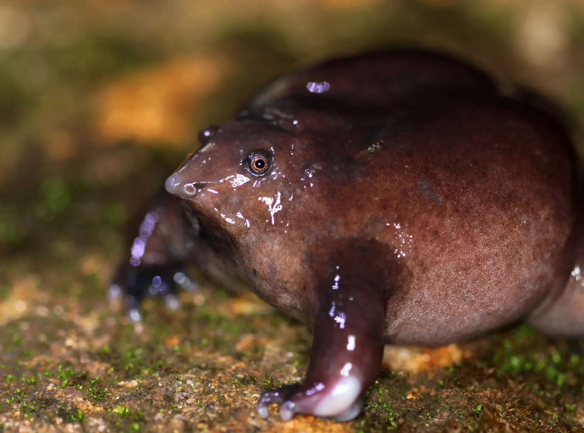 A close up image of a purple frog