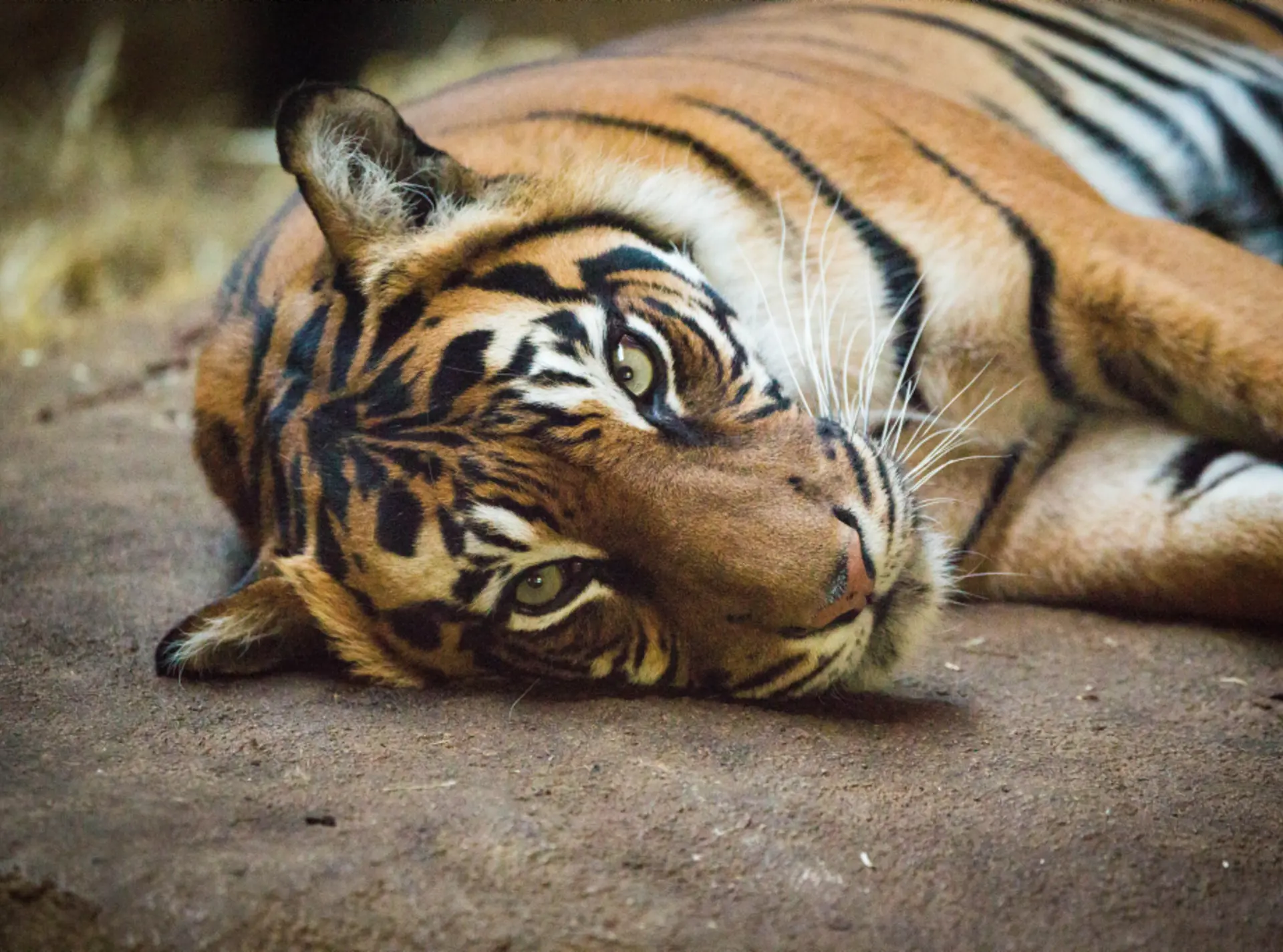 sumatran_tiger_lying_down_staring_at_camera