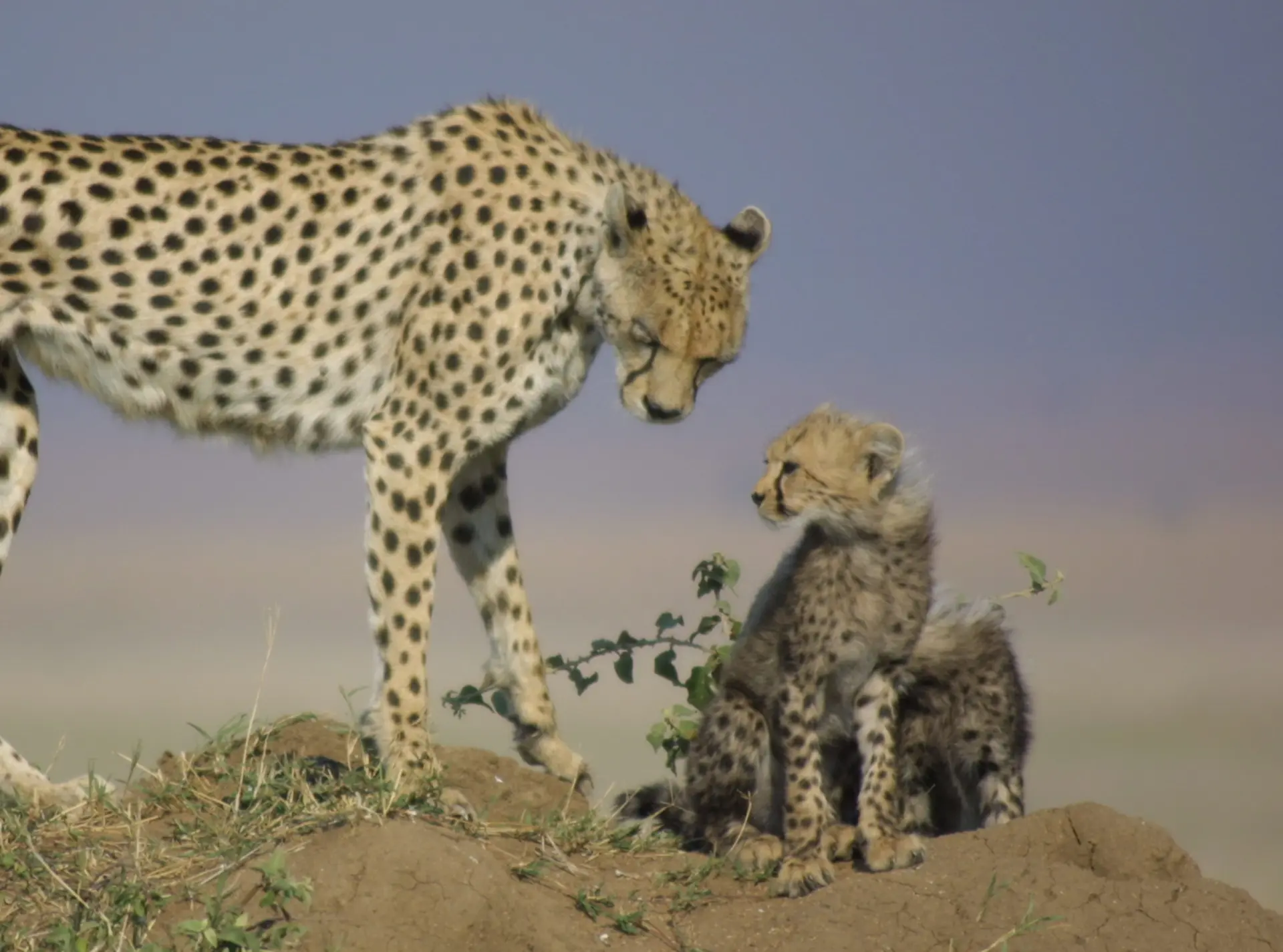 An adult cheetah and it's cub taken during our ongoing cheetah conservation work in Africa