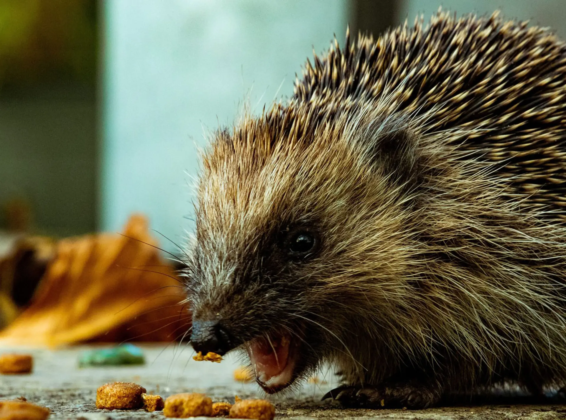 hedgehog-with-mouth-open