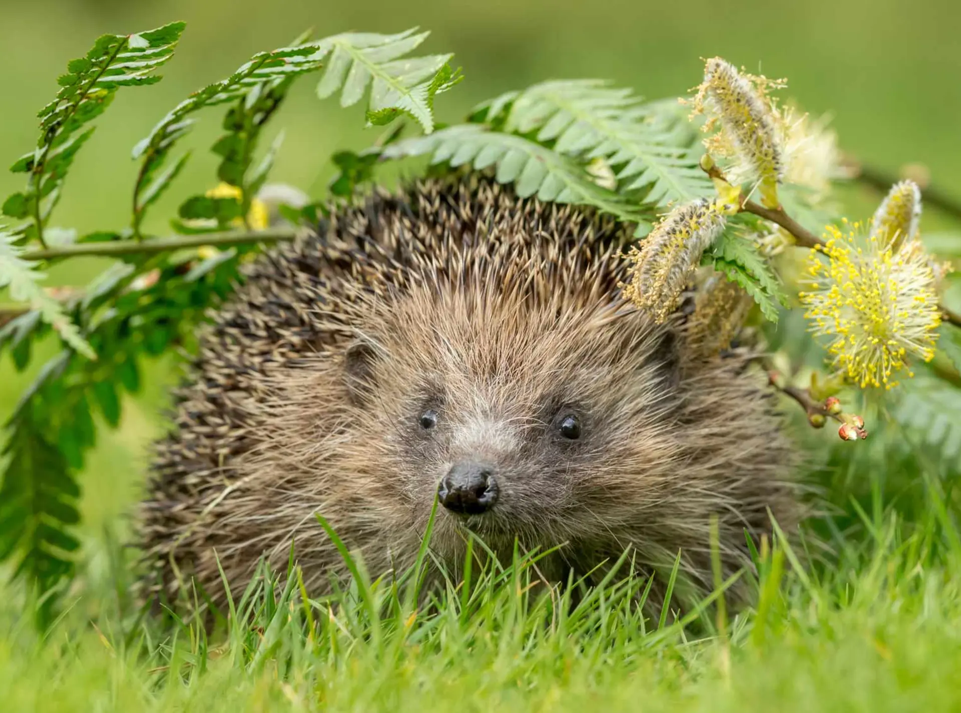 hedgehog-in-grass-under-leaves