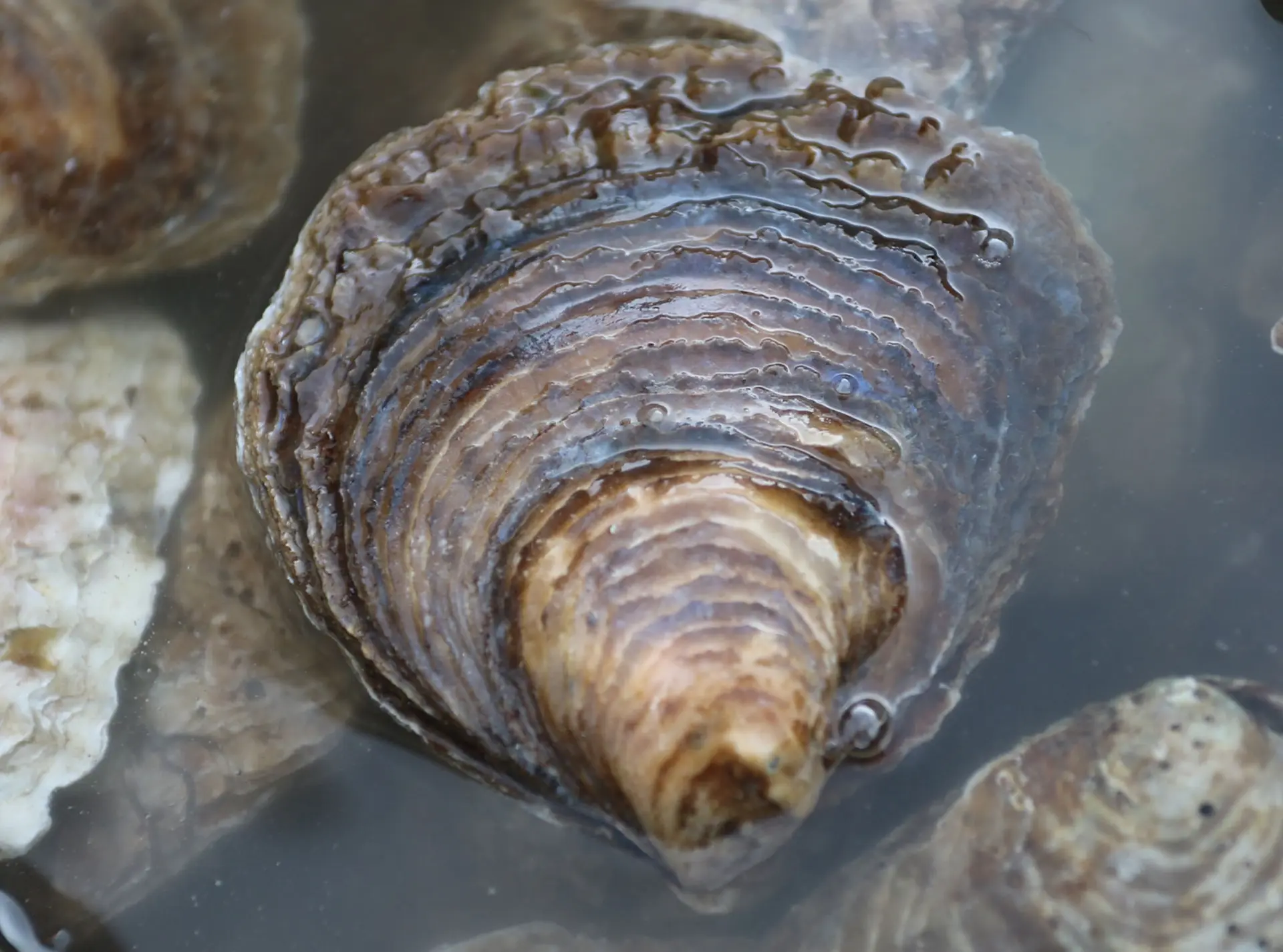 oysters_in_water