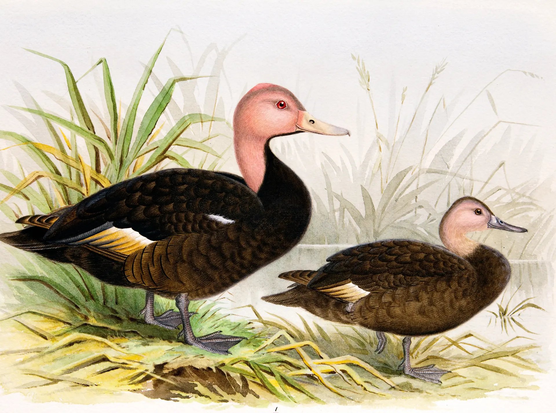 pink_headed_duck_painting