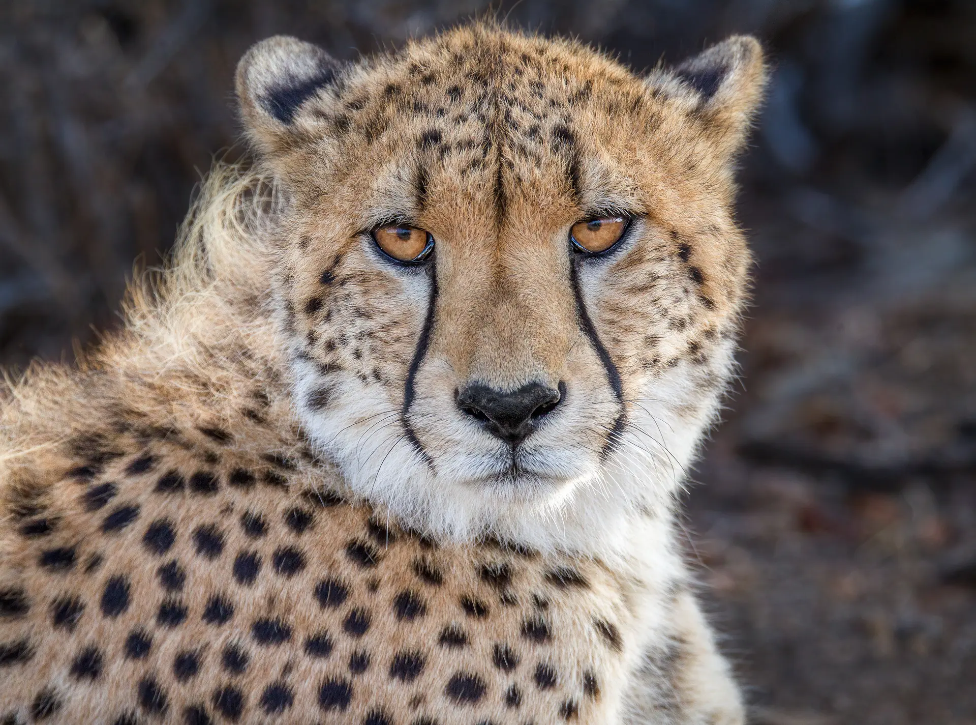Northwest African Cheetah