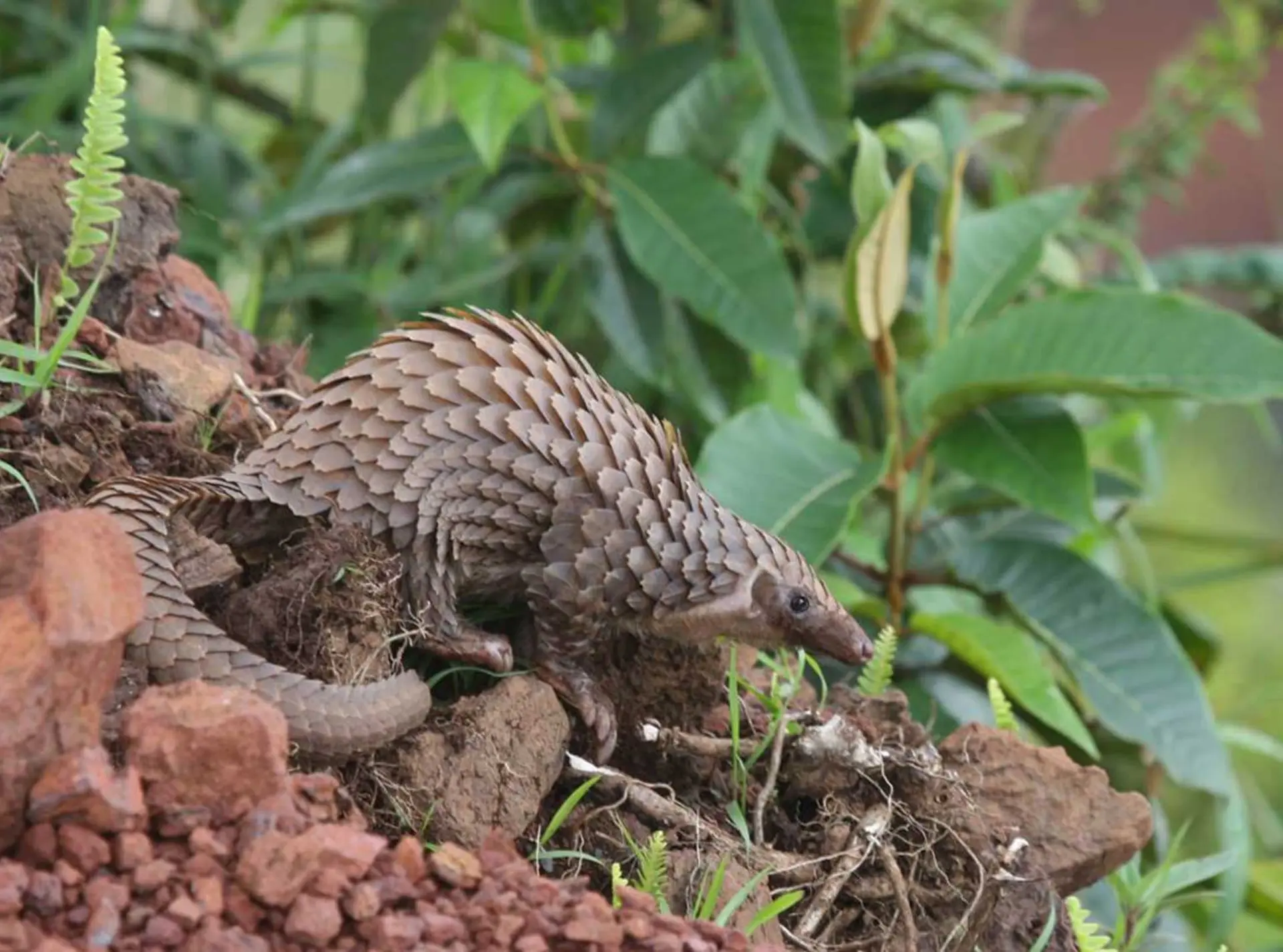 White-bellied pangolin 