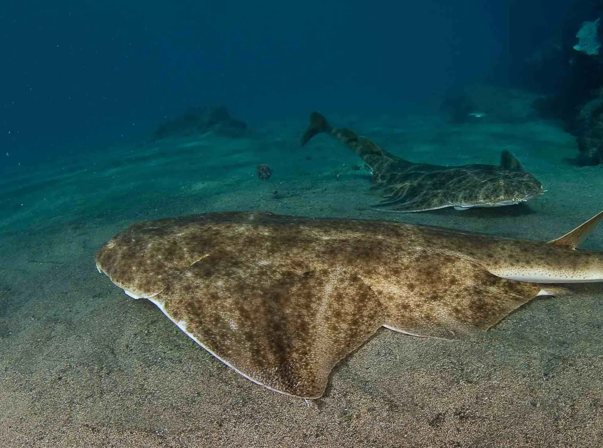 Two angel sharks on the ocean floor