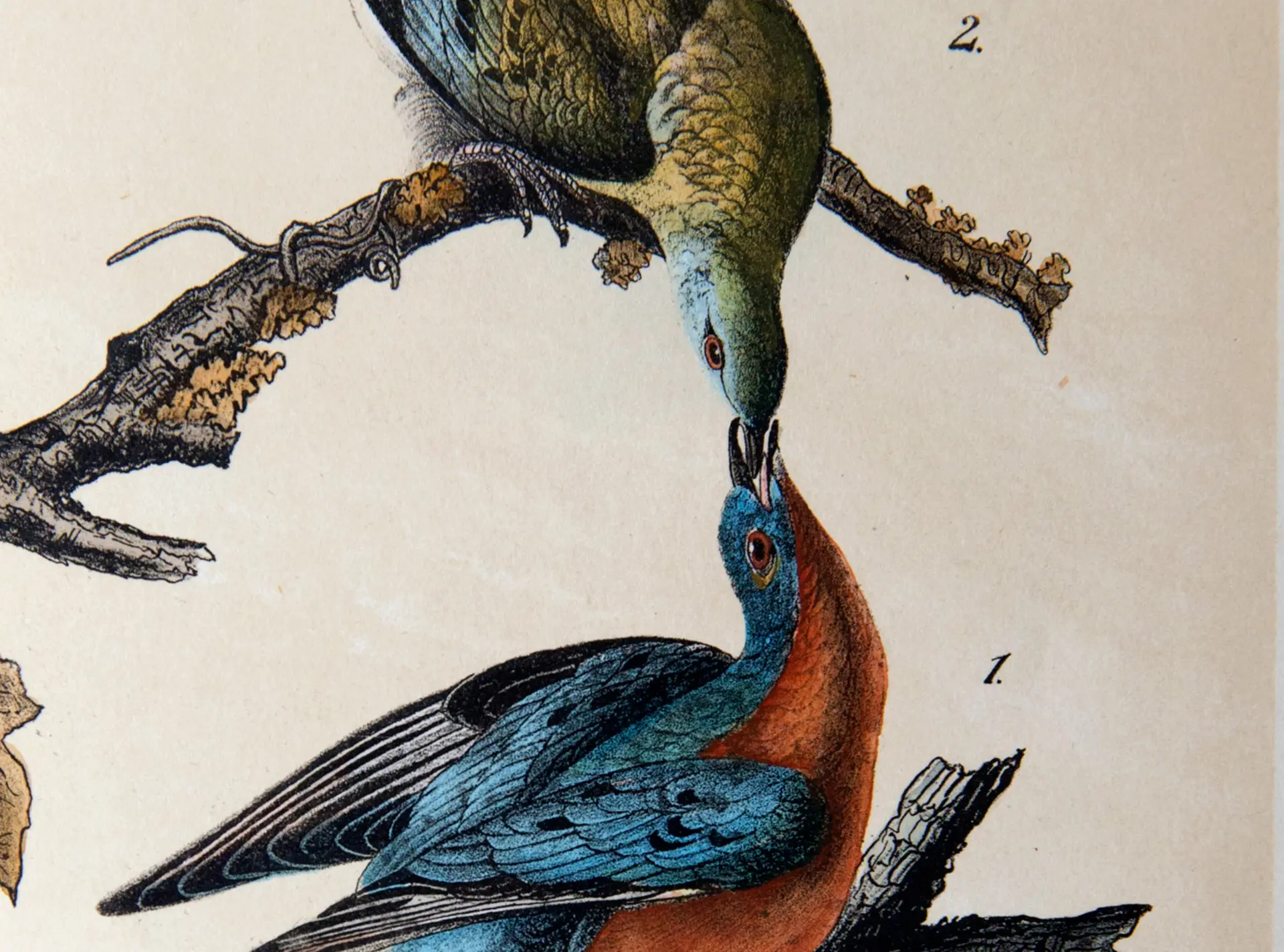 birds drawing
