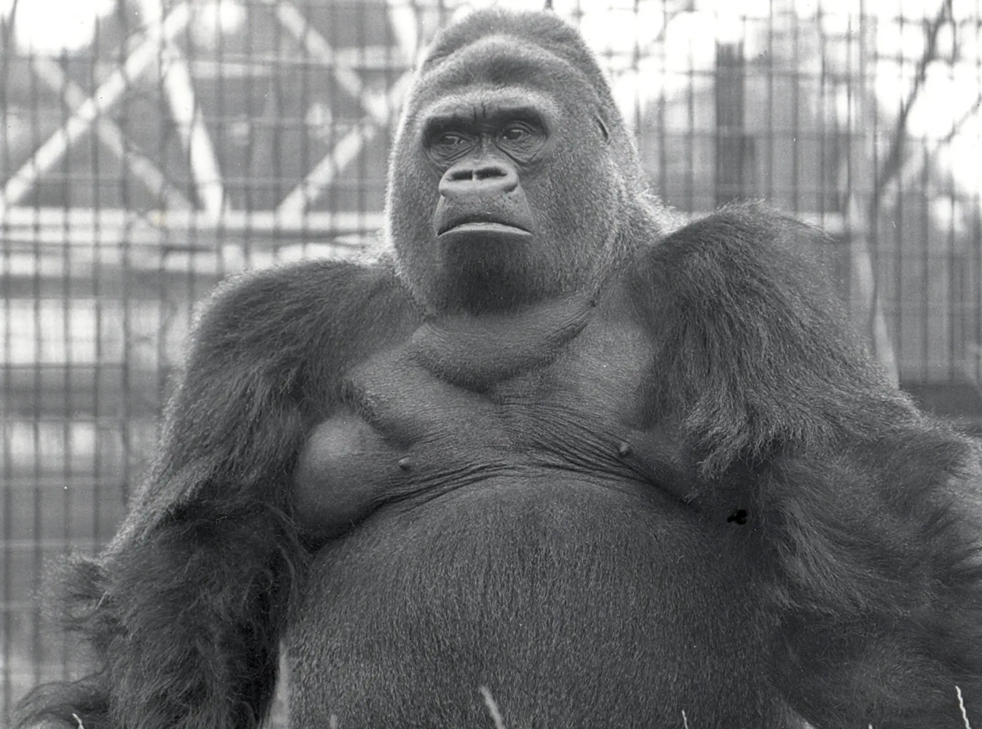 Guy the Gorilla