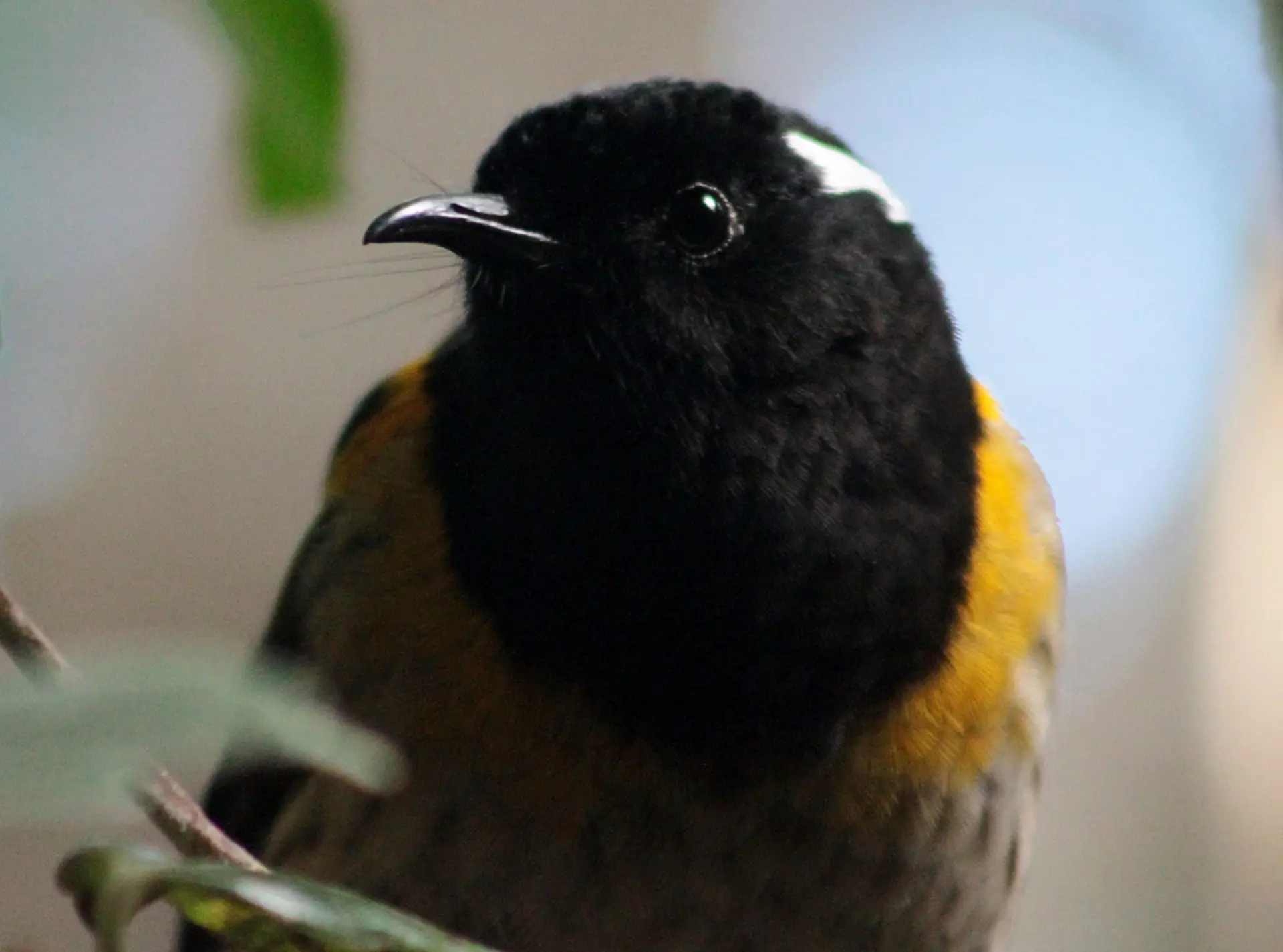 Male hihi close-up black head with a white streak, and yellow streaks along body