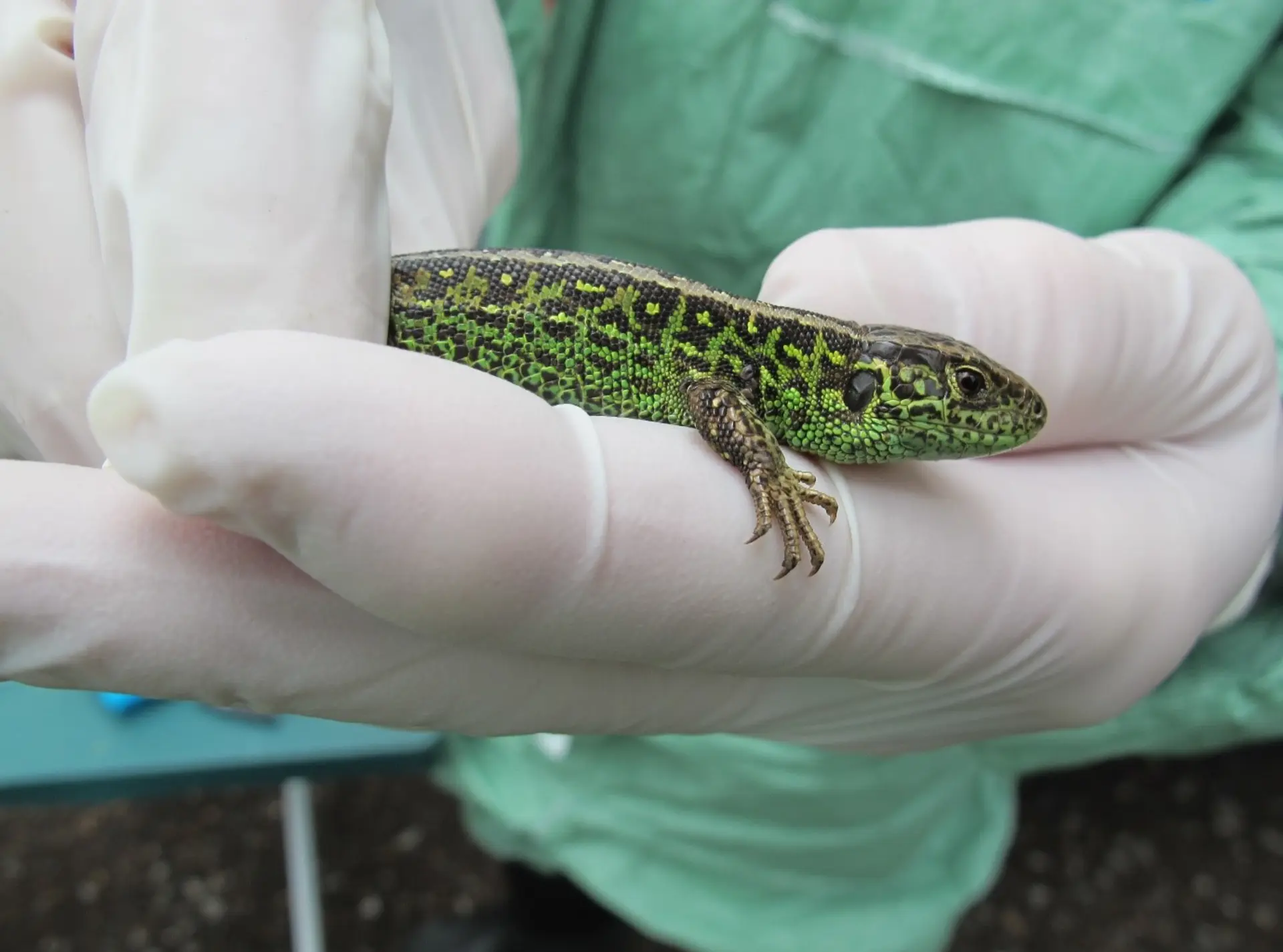 Clinical examination of a sand lizard