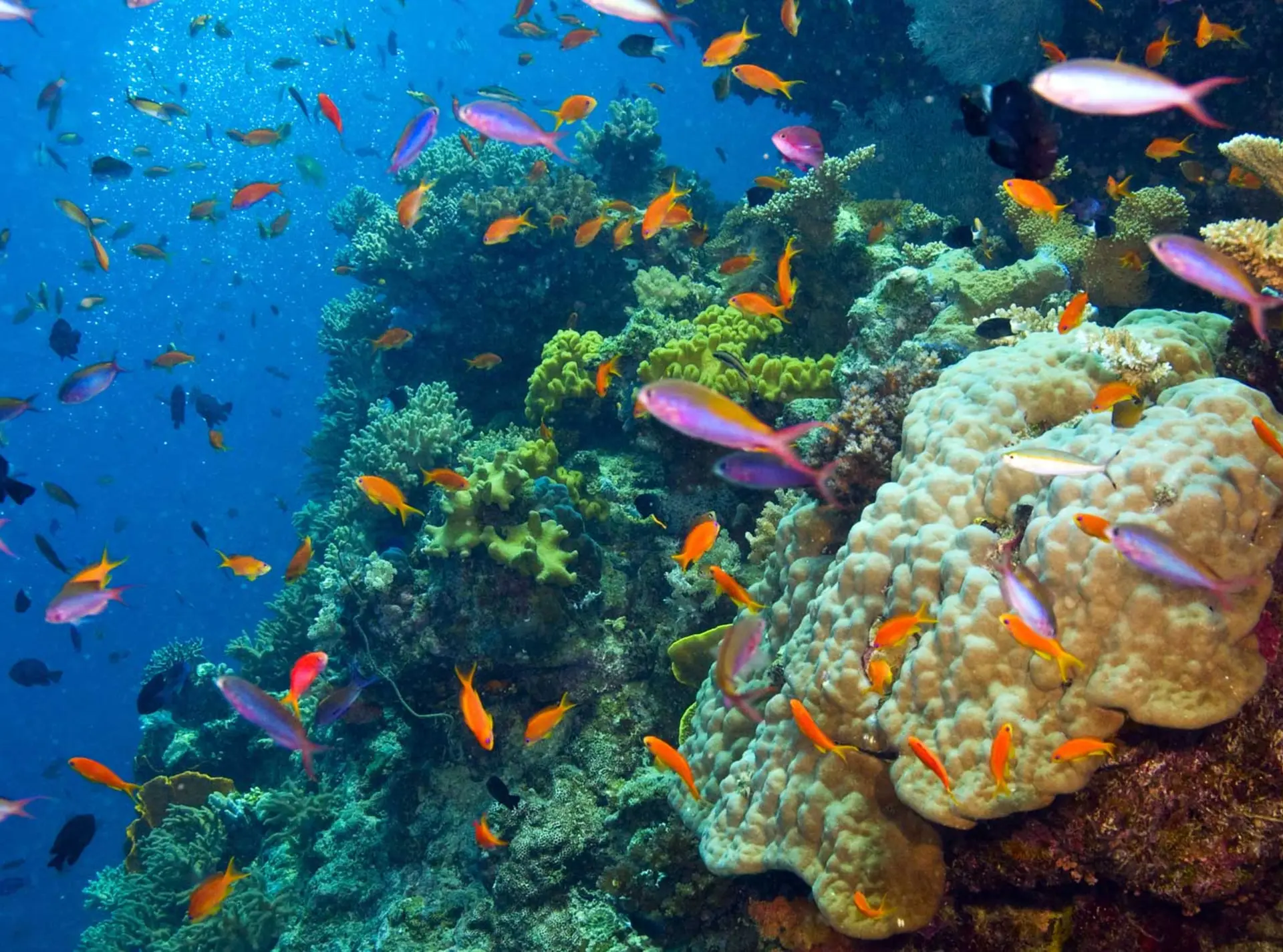 fish and coral
