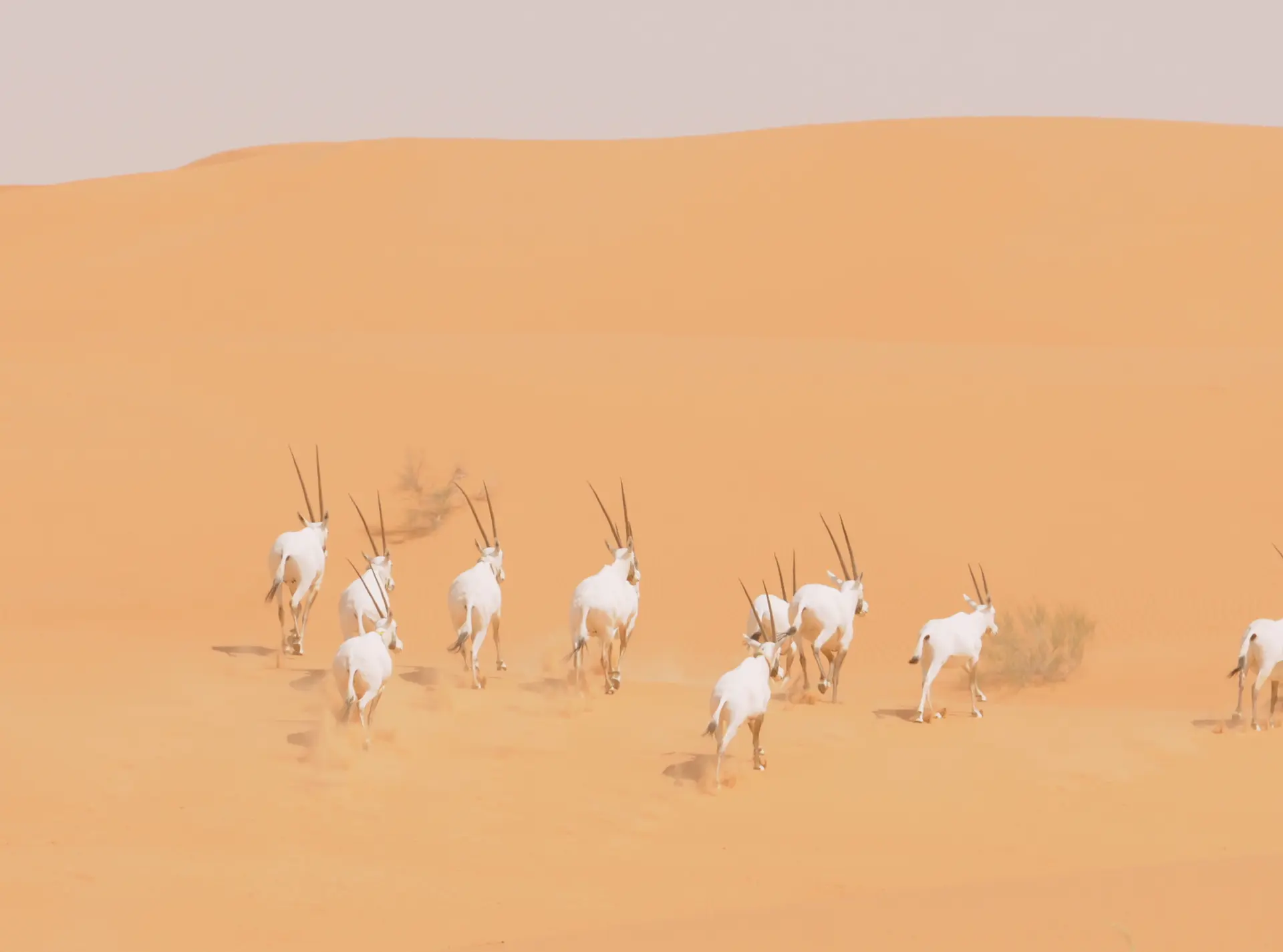 Wild Oryx Running