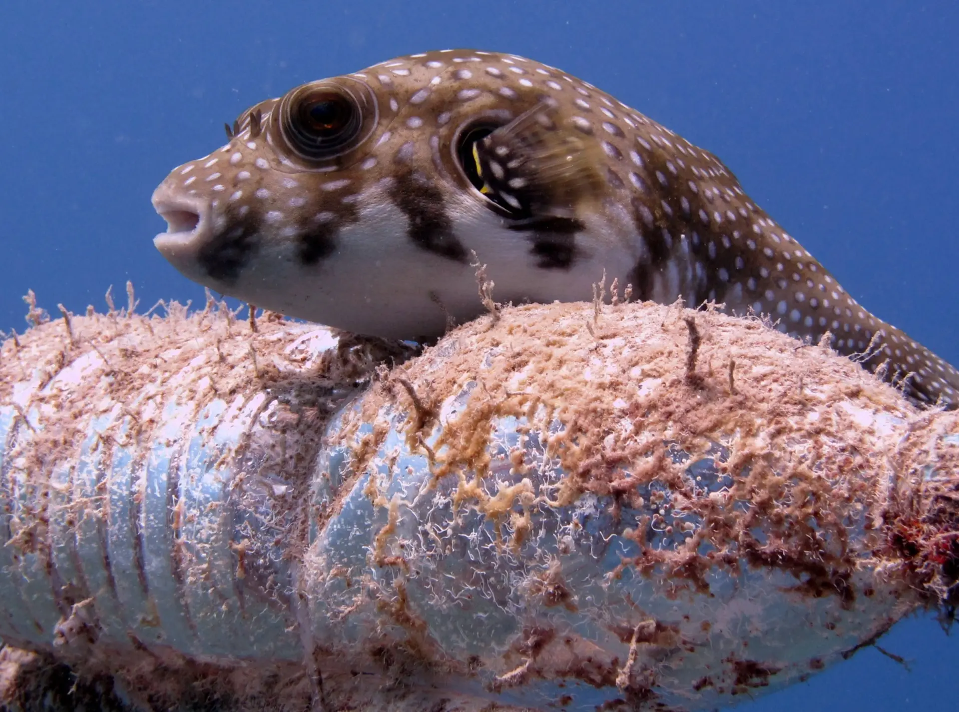 A fish with a plastic bottle in the ocean