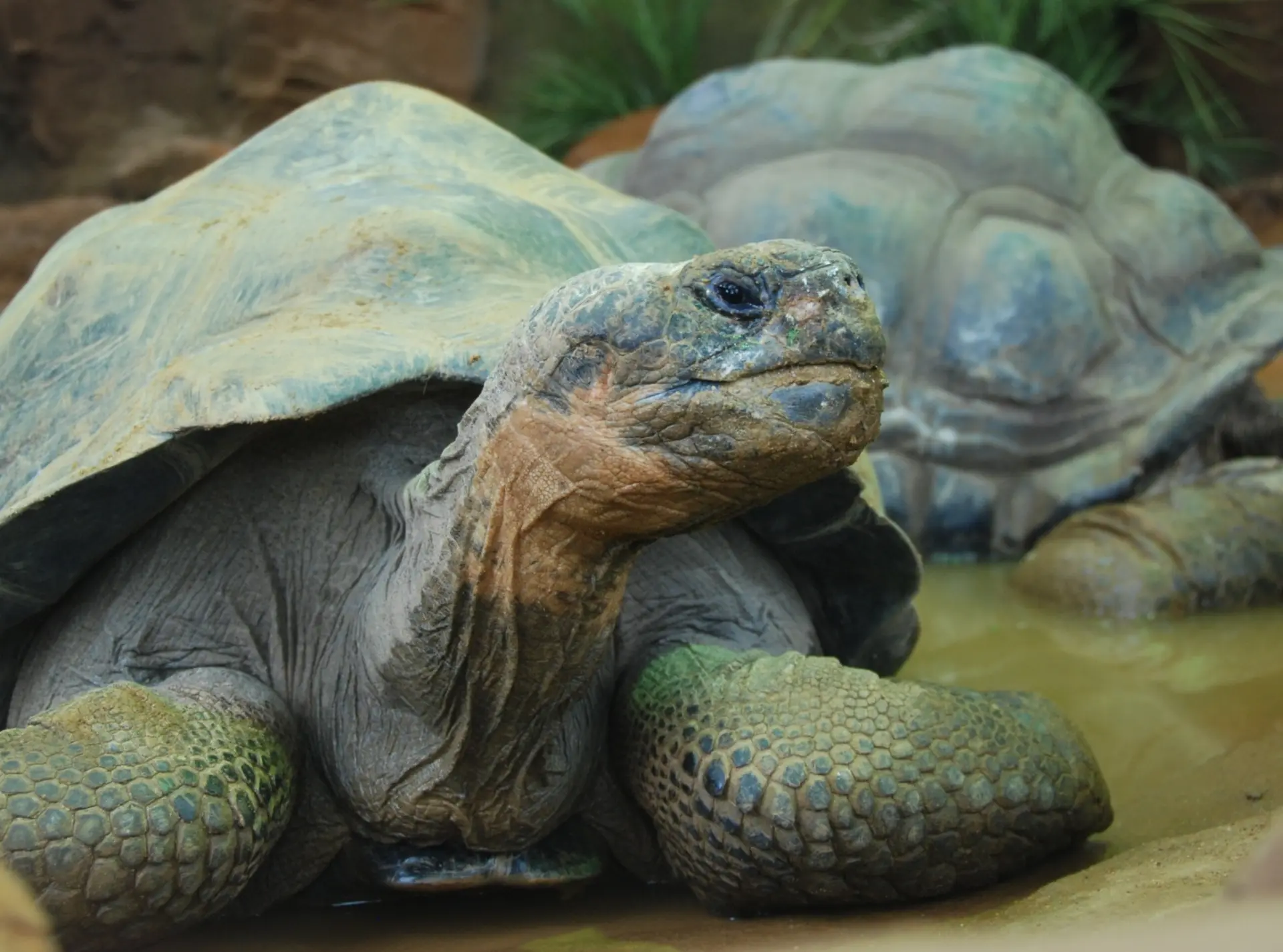 Two Galapagos tortoises