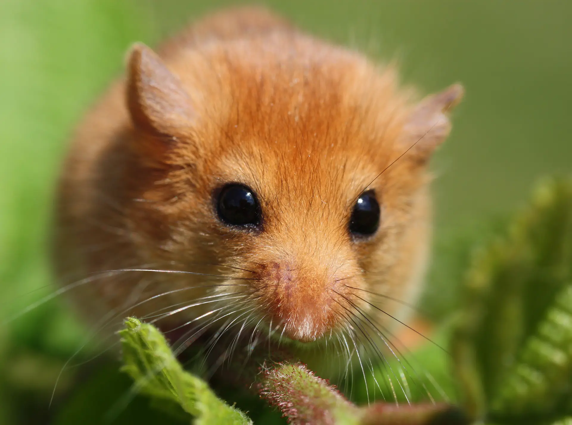 Hazel dormouse close-up, dark circular eyes with rosy orange fur