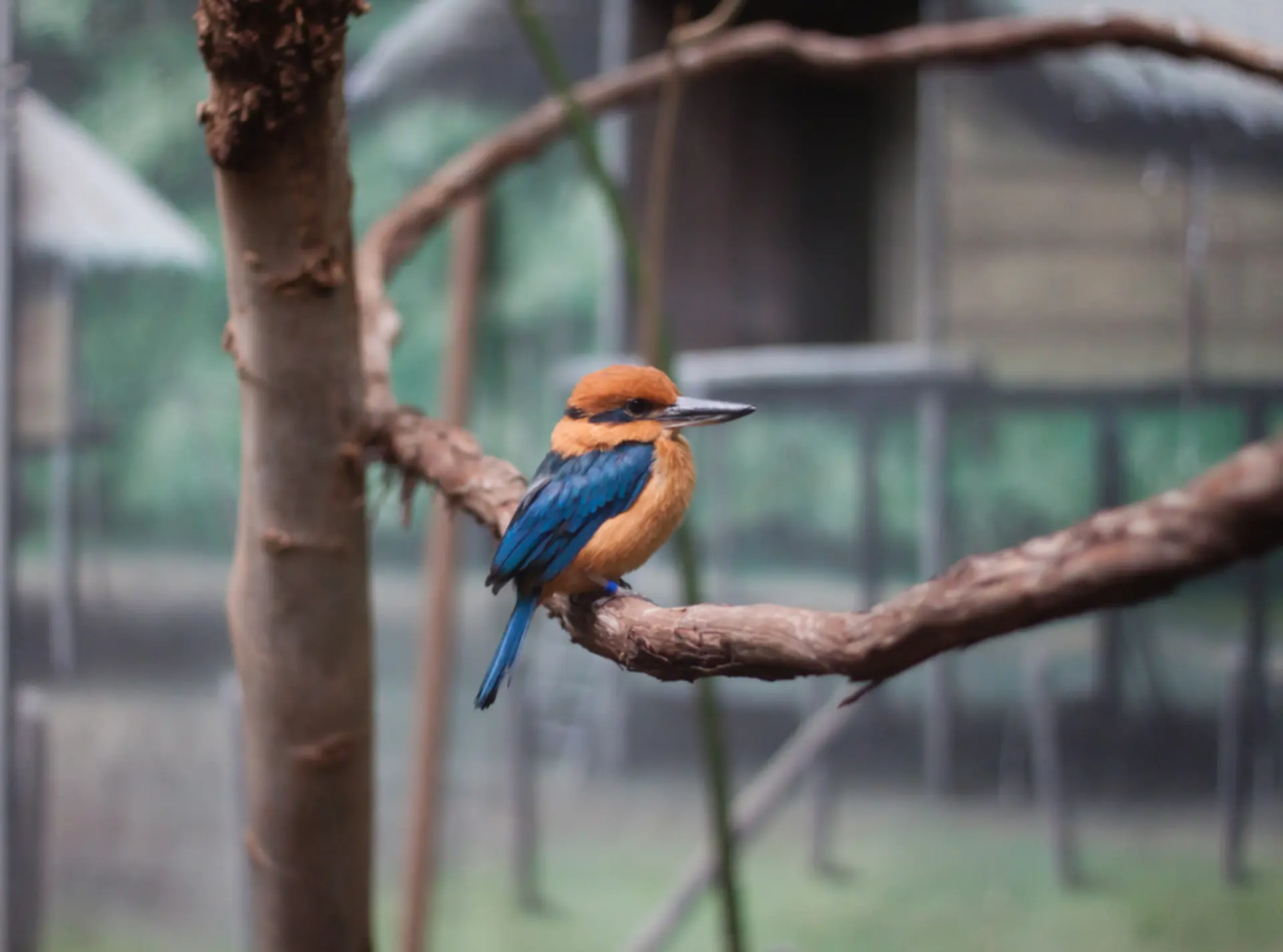 Guam kingfisher (Sihek) sitting on branch 