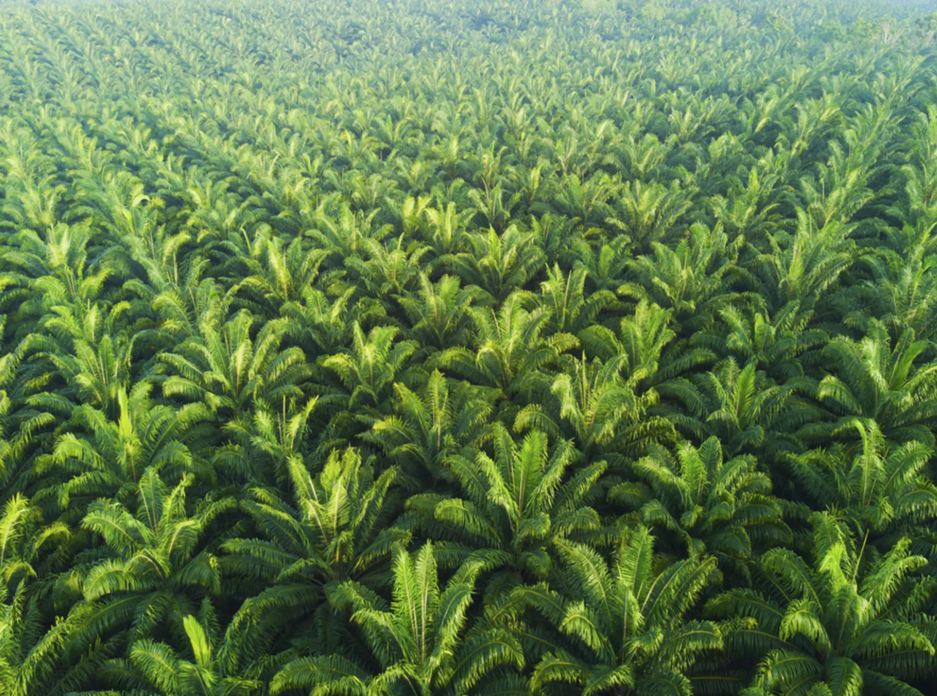 Palm oil plantation spreading endlessly. 
