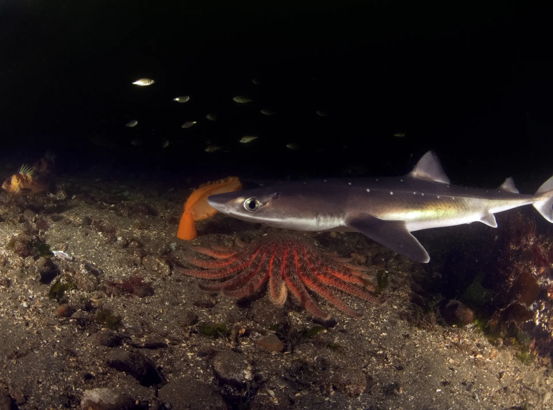 Spurdog shark in the Thames