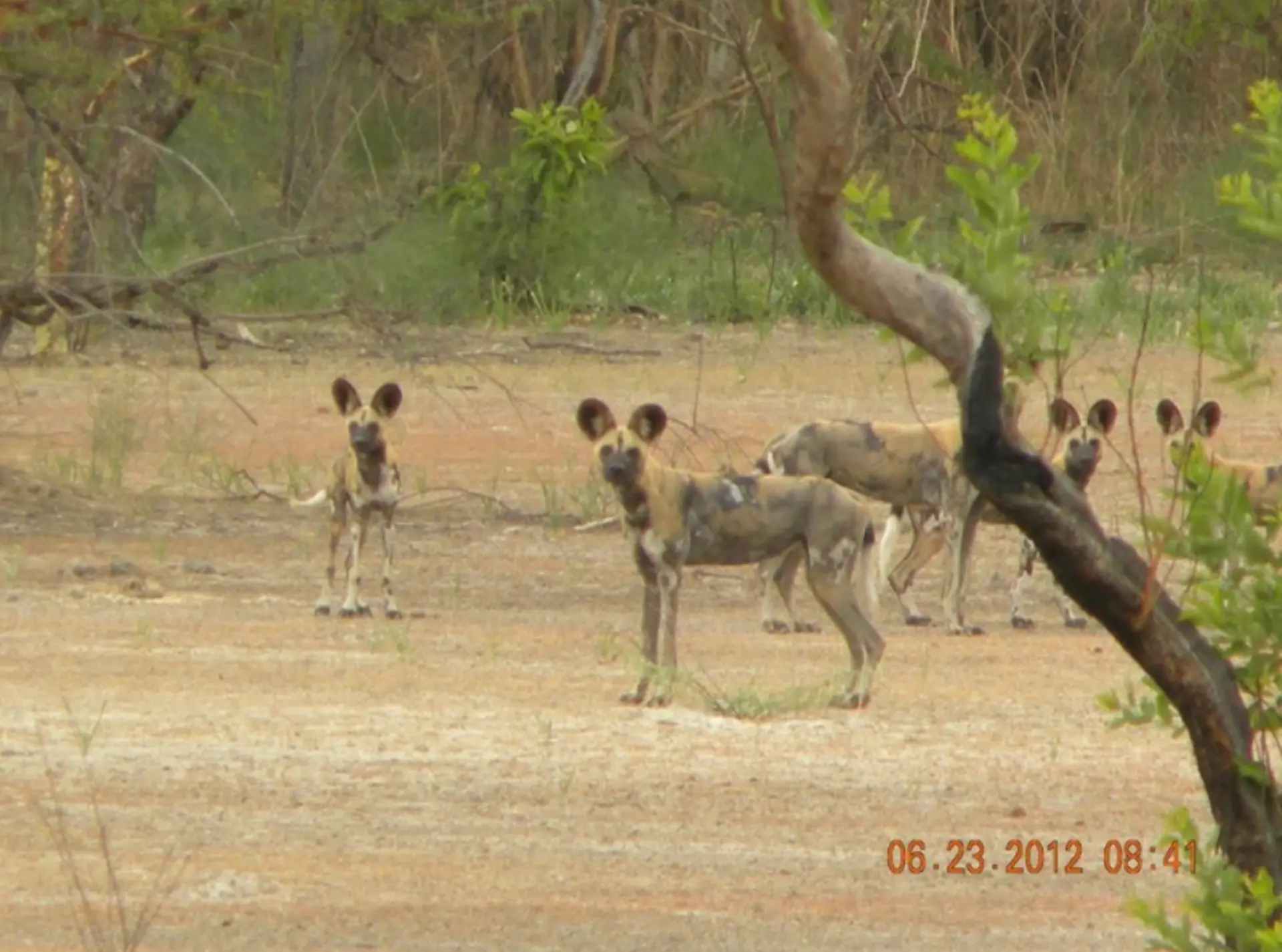 Pack of west African wild dogs captured on a camera trap