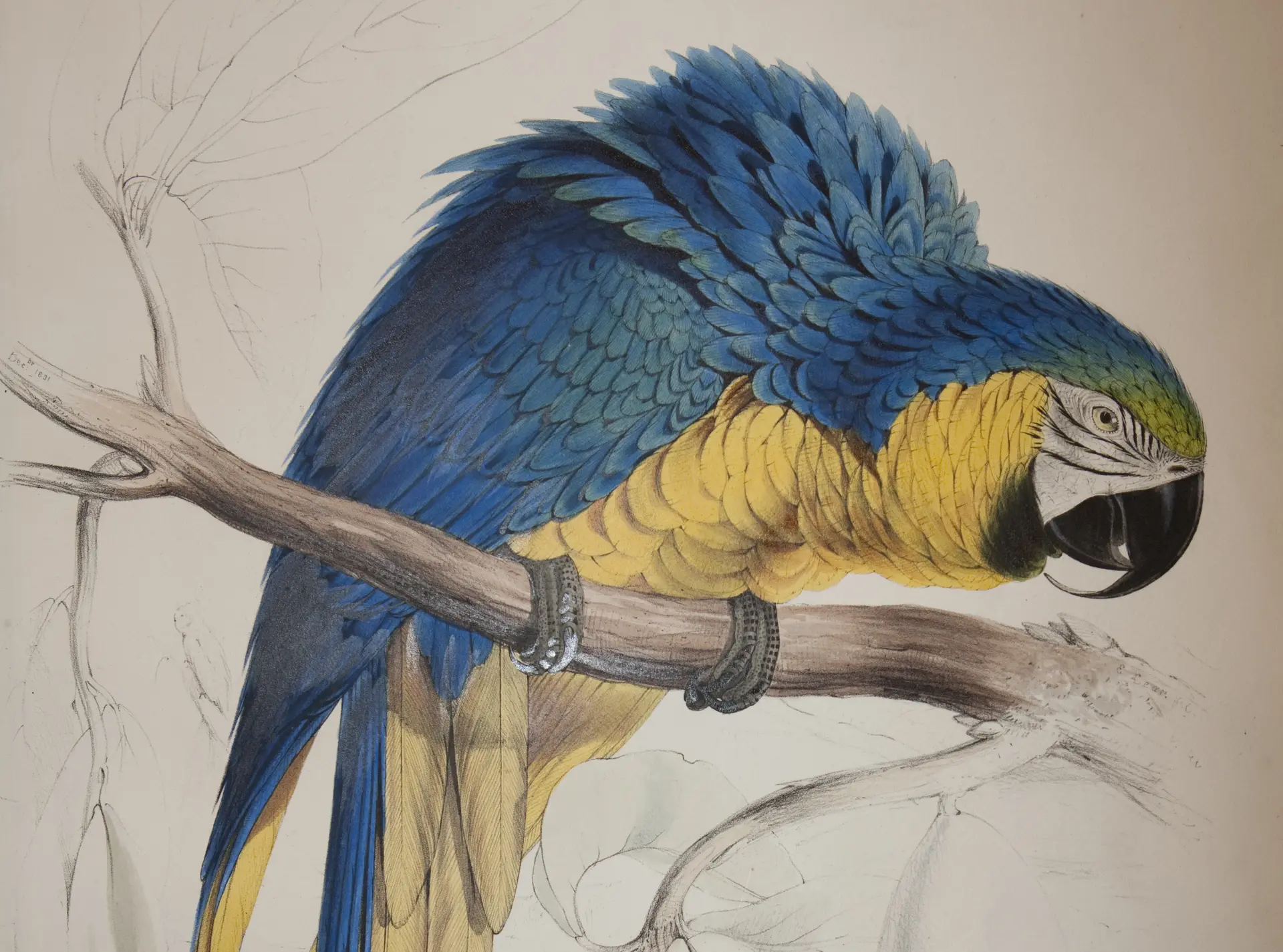 Lithograph by Edward Lear Blue and yellow macaw