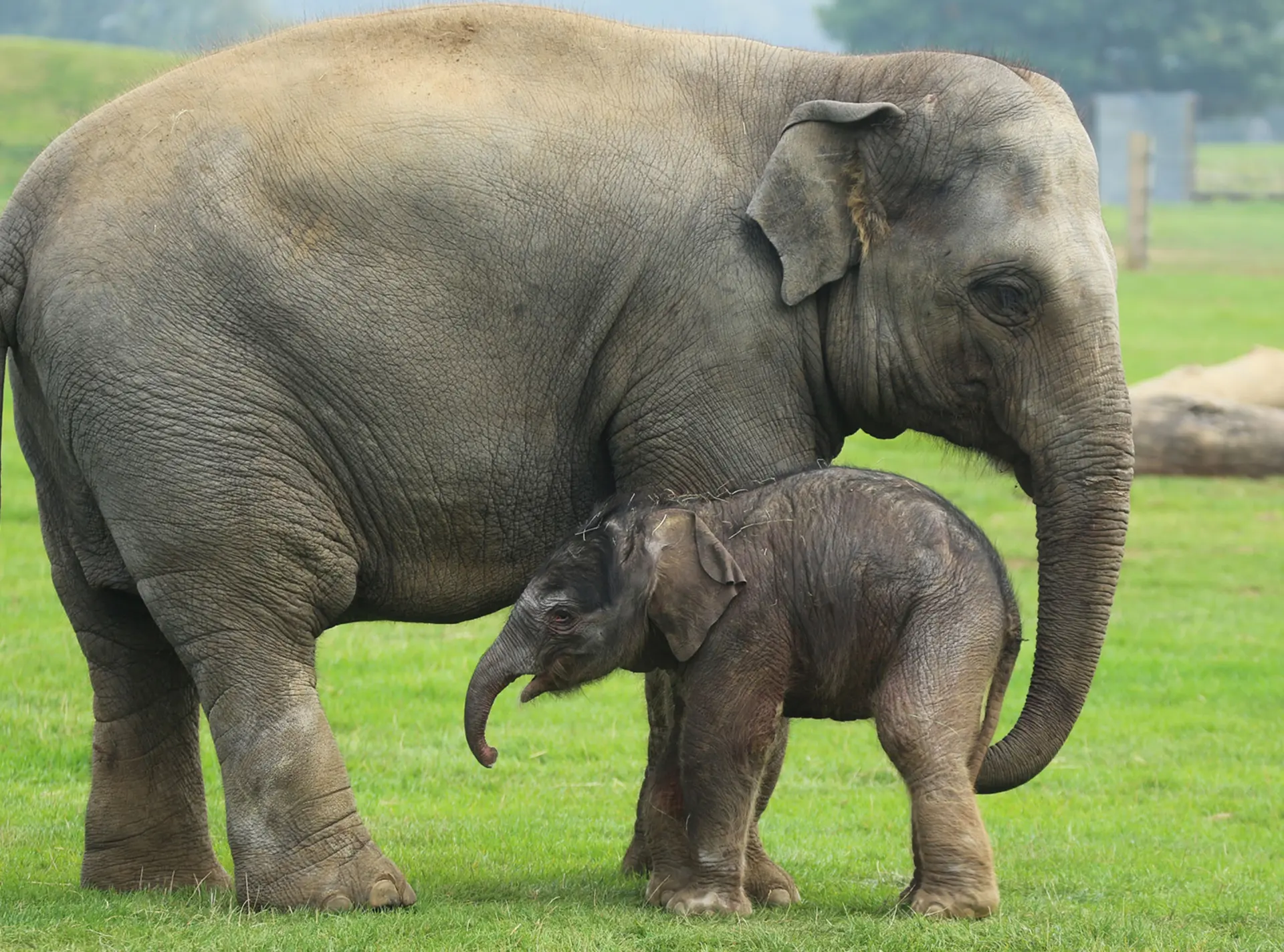 Adult Asian elephant with a baby elephant