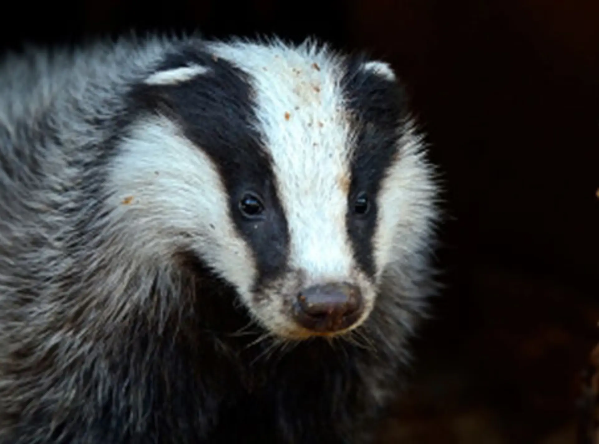 Badger between two trees