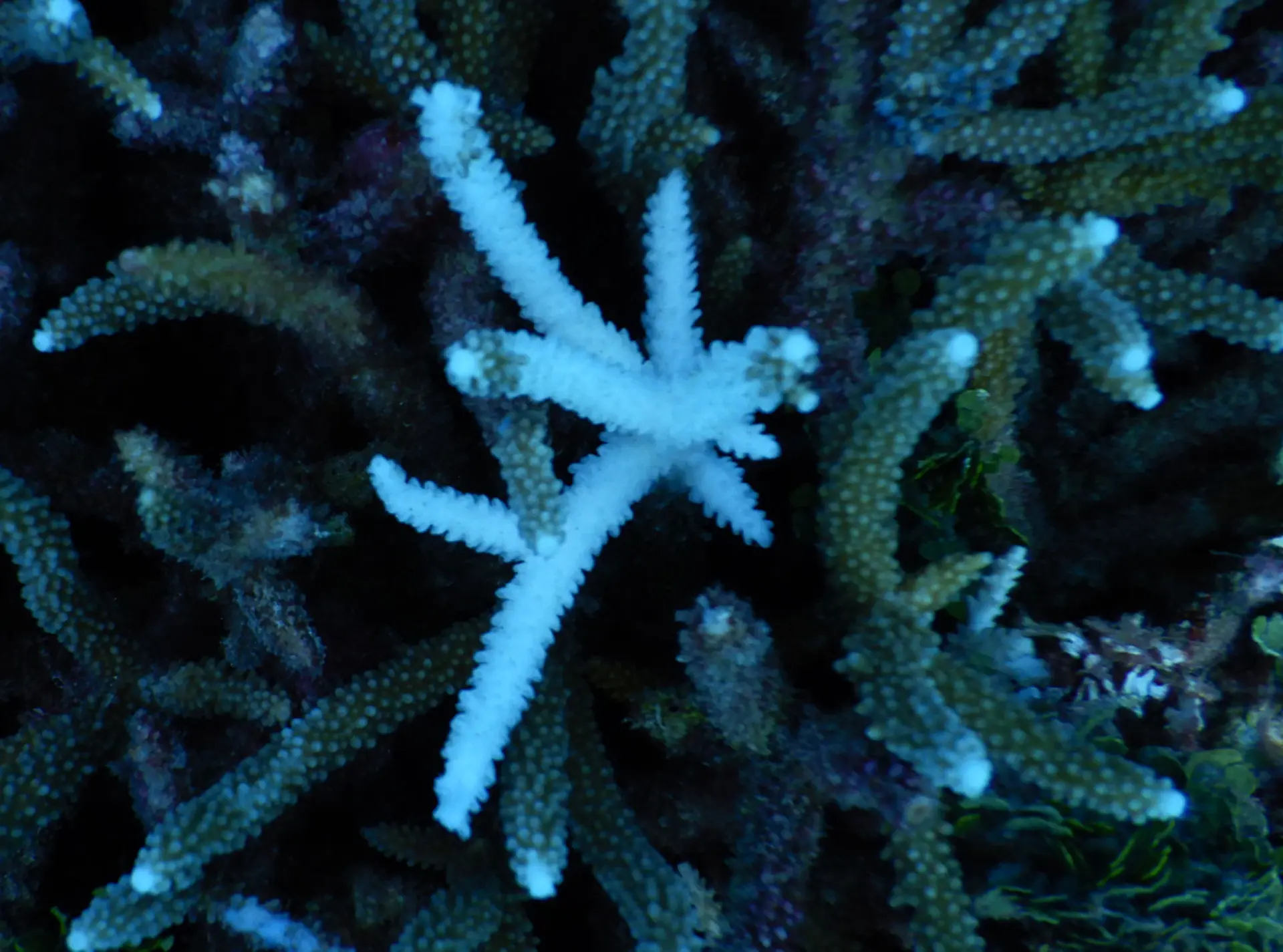 close up of coral bleaching