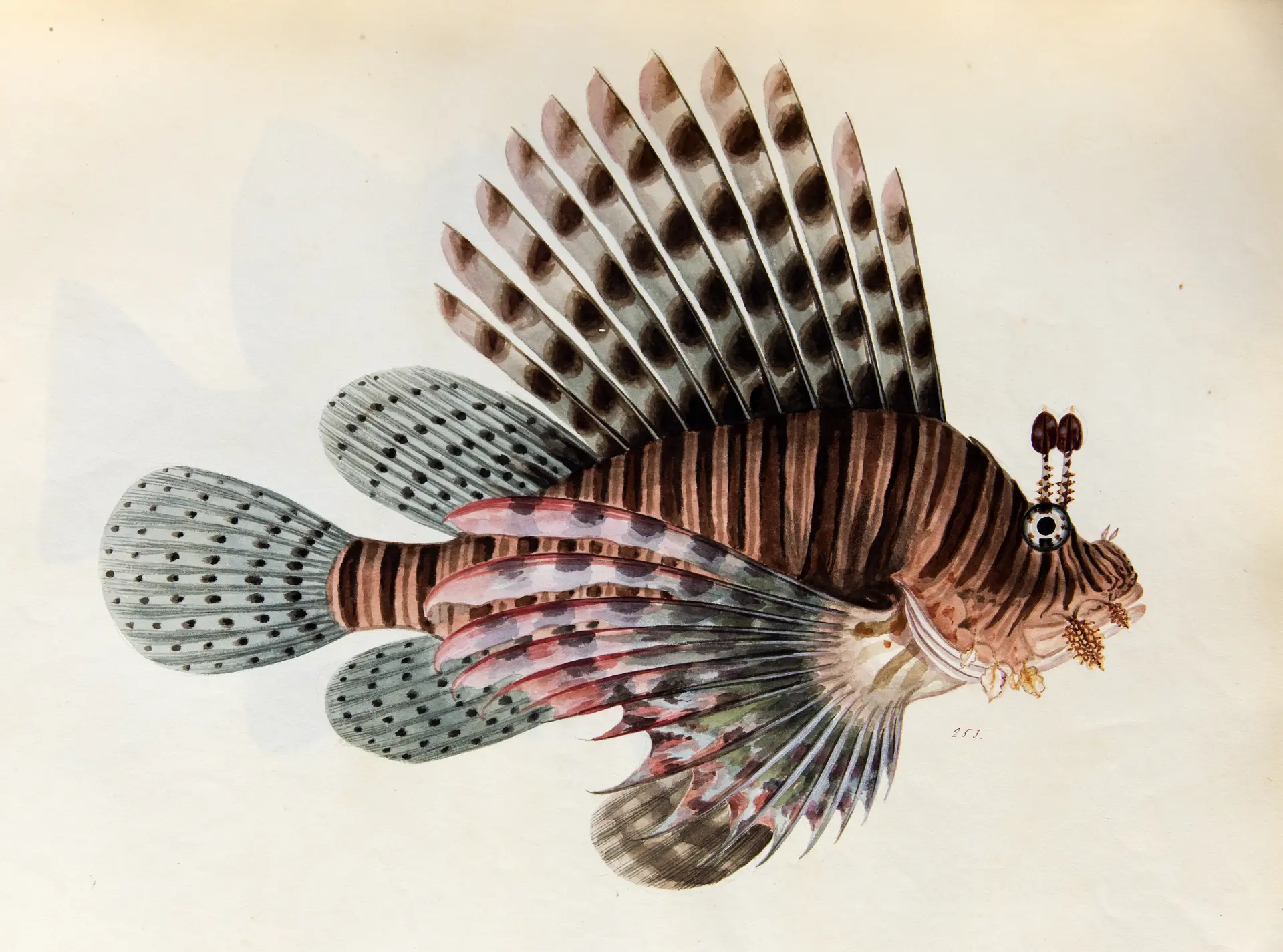 Drawing of a red lionfish in the Reeves collection